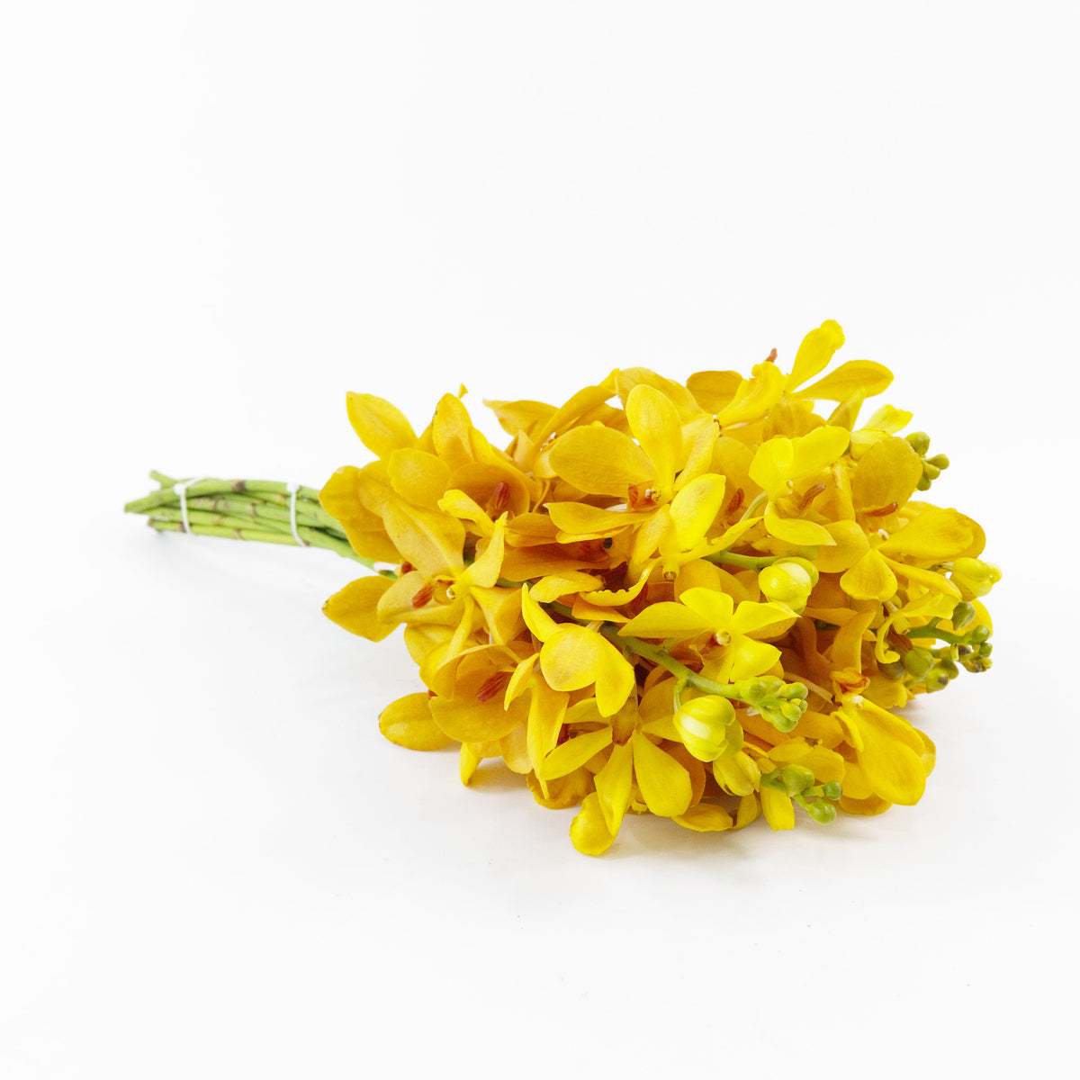 Mokara Orchid - Gold Malaysia