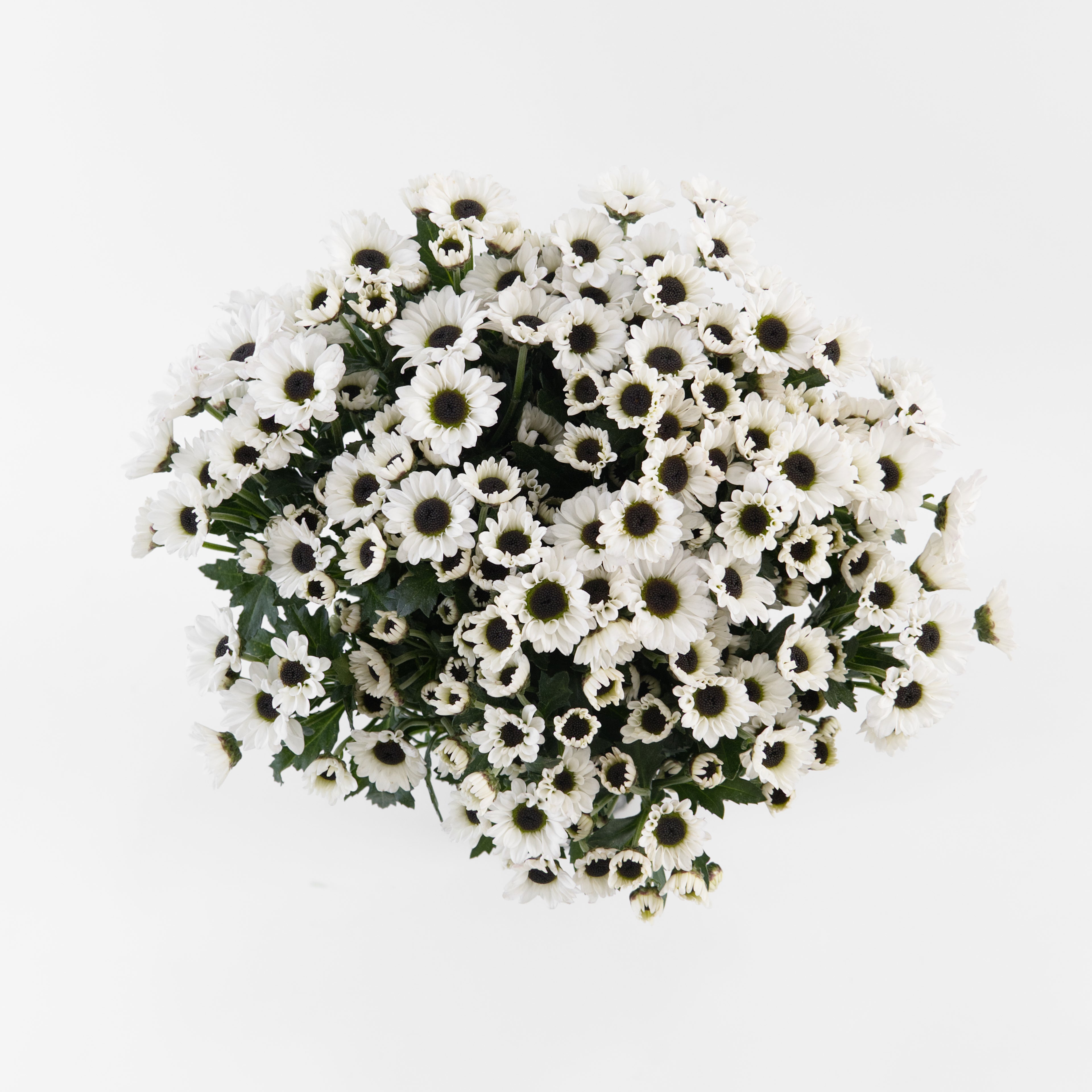 A wholesale bundle of fresh miniature white Santini Pom Pom Chrysanthemum stems, prepared for shipment in Malaysia.