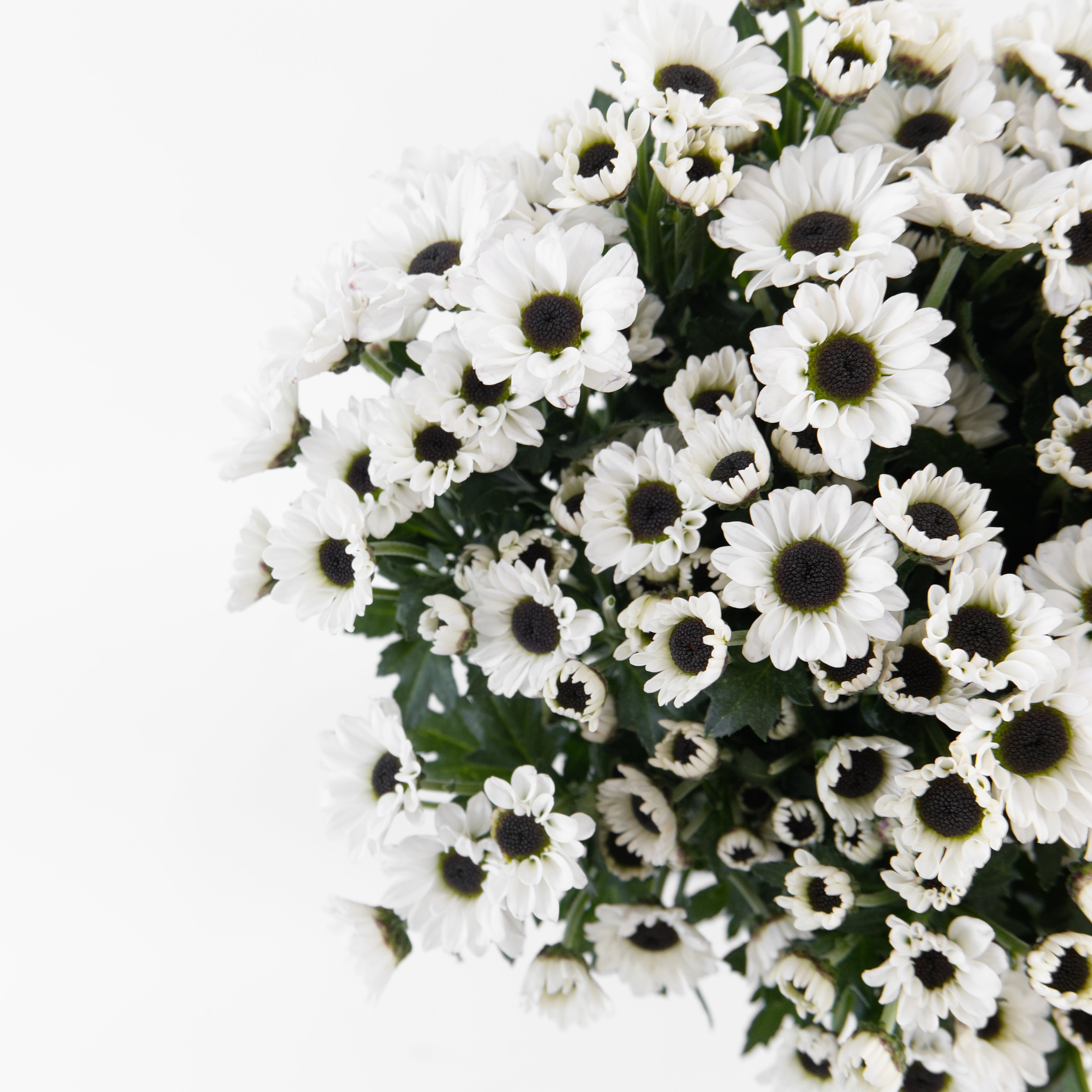 Close-up of small, dense white Santini mini pom pom blooms clustered on a compact spray stem.