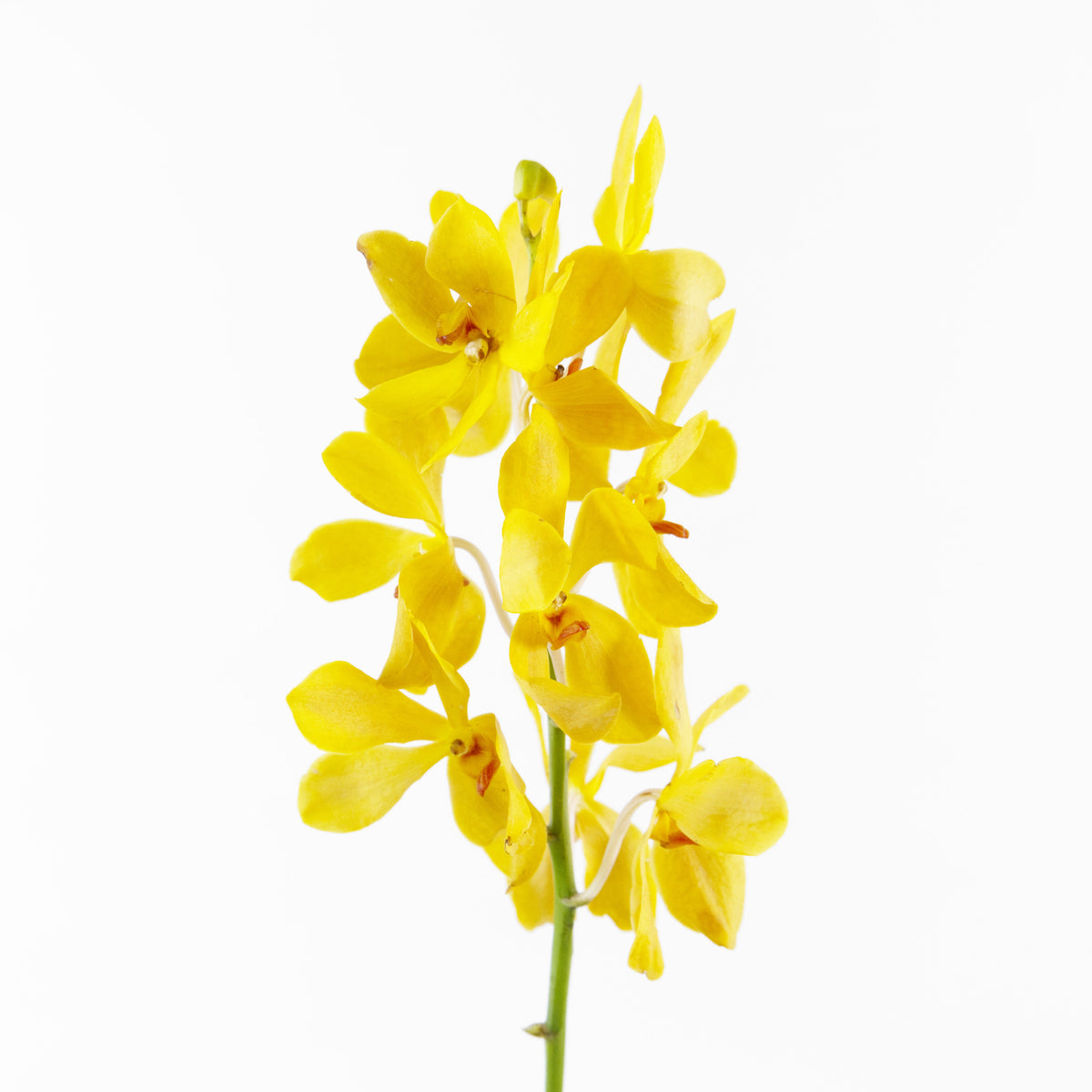 Mokara Orchid - Gold Malaysia