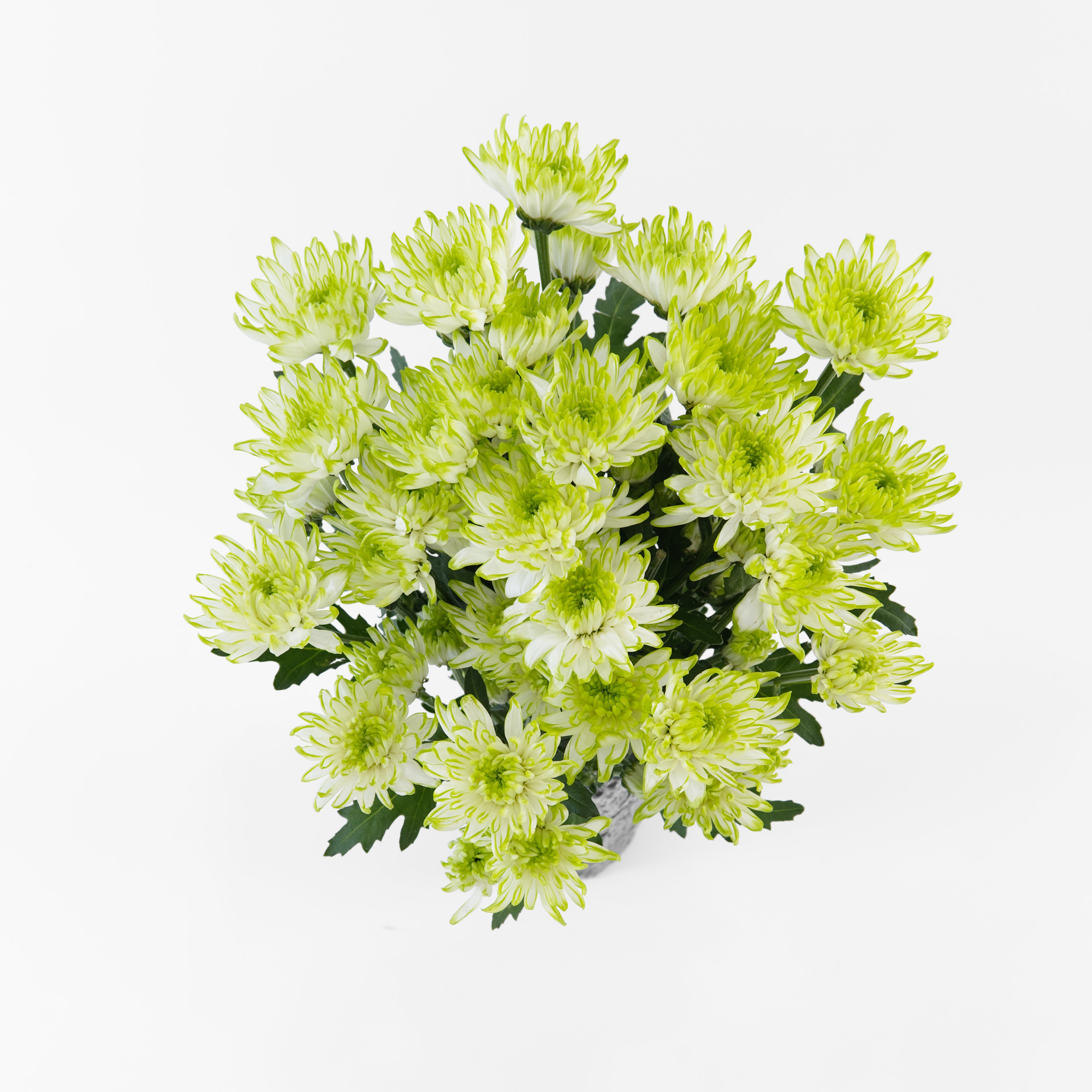 A wholesale bundle of fresh green and white Chrysanthemum Pom Pom stems, prepared for shipment in Malaysia