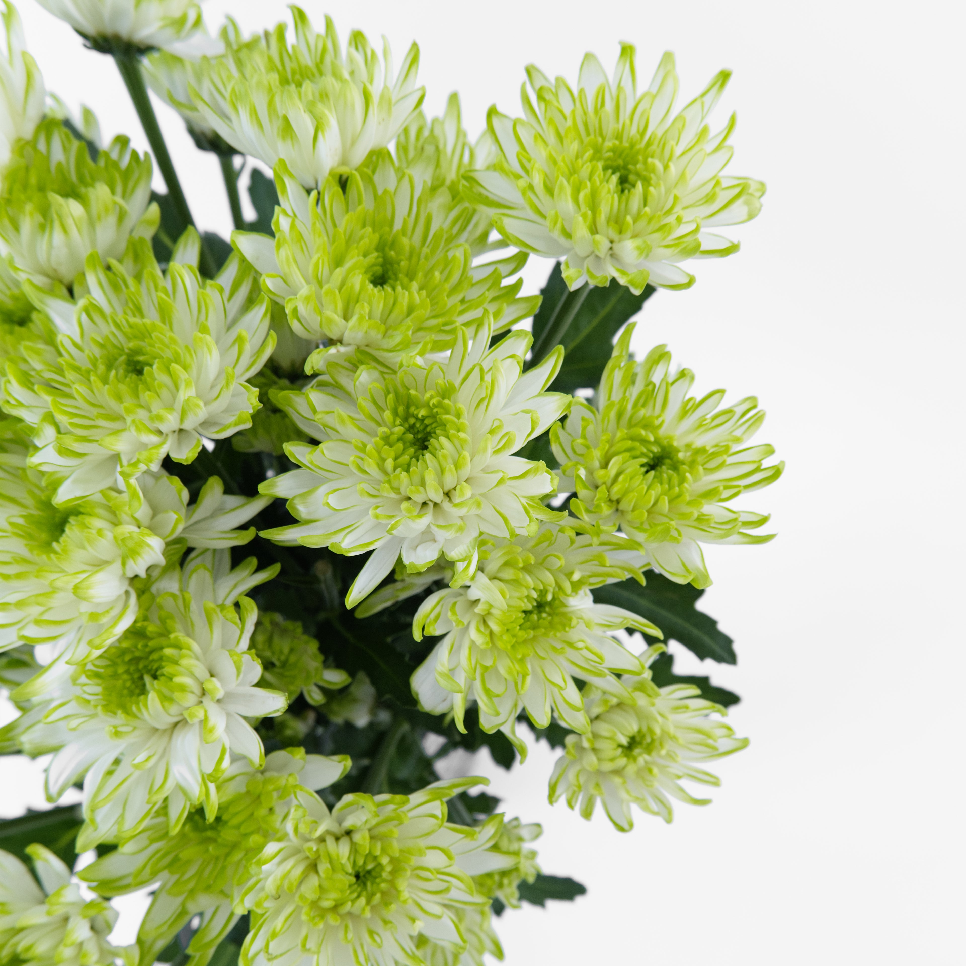 Close-up of a green-centered white pom-pom chrysanthemum bloom showing its detailed bicolor petals, available from a KL wholesale supplier.