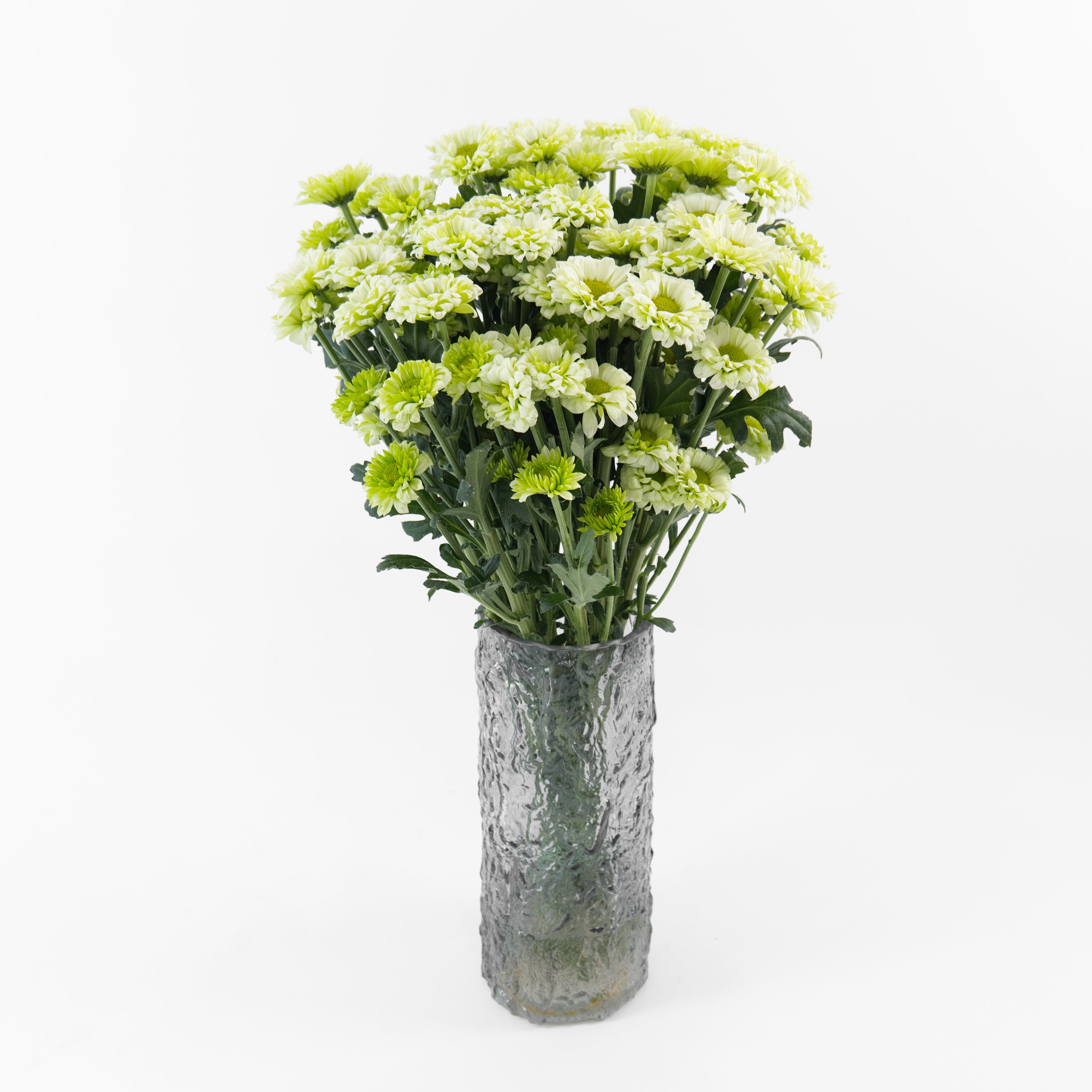 Bundles of wholesale green-white spray chrysanthemums kept in clean water containers inside a floral cold storage room in Kuala Lumpur