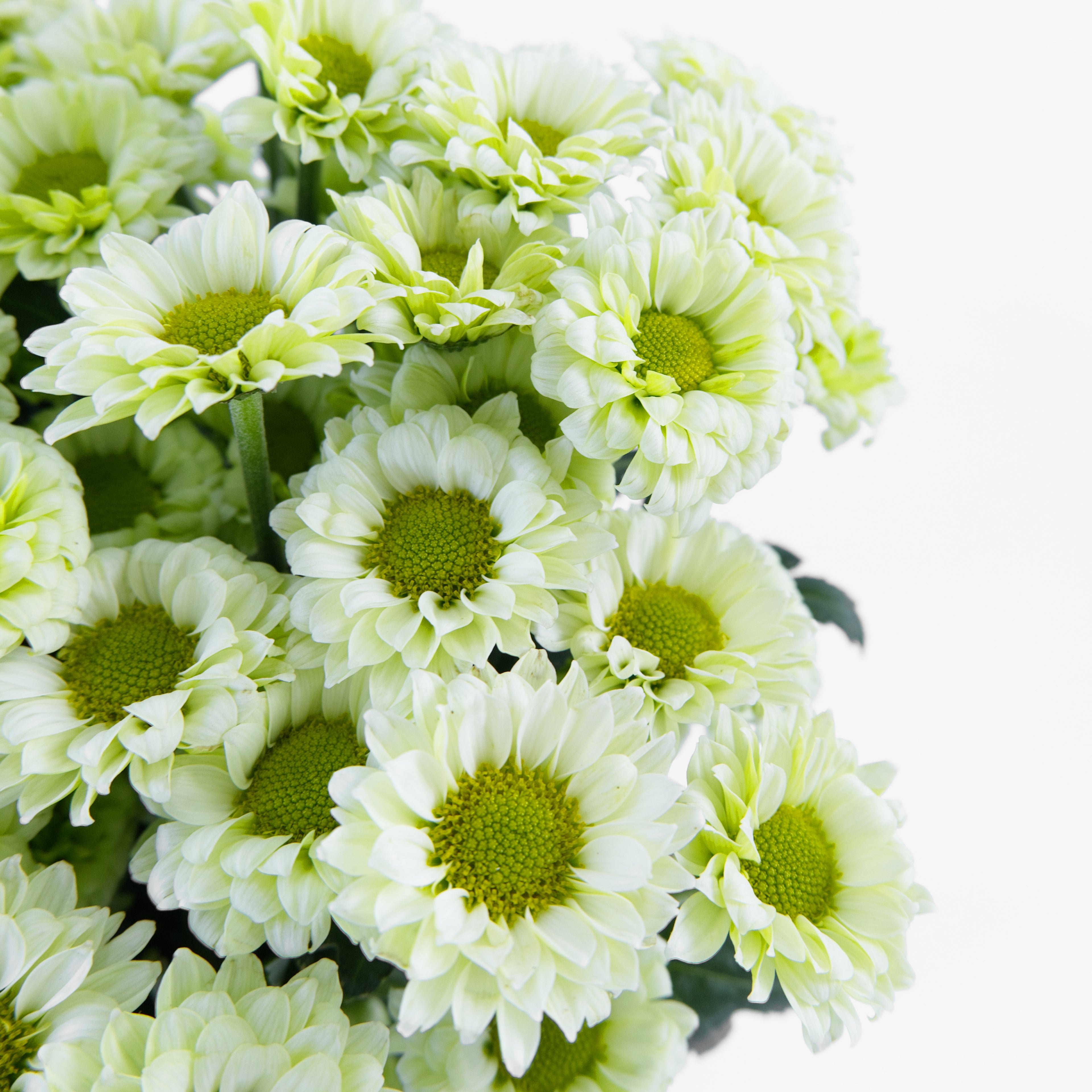 A close-up bouquet of pale green and white daisy-like flowers with yellow-green centers, photographed against a clean white background.