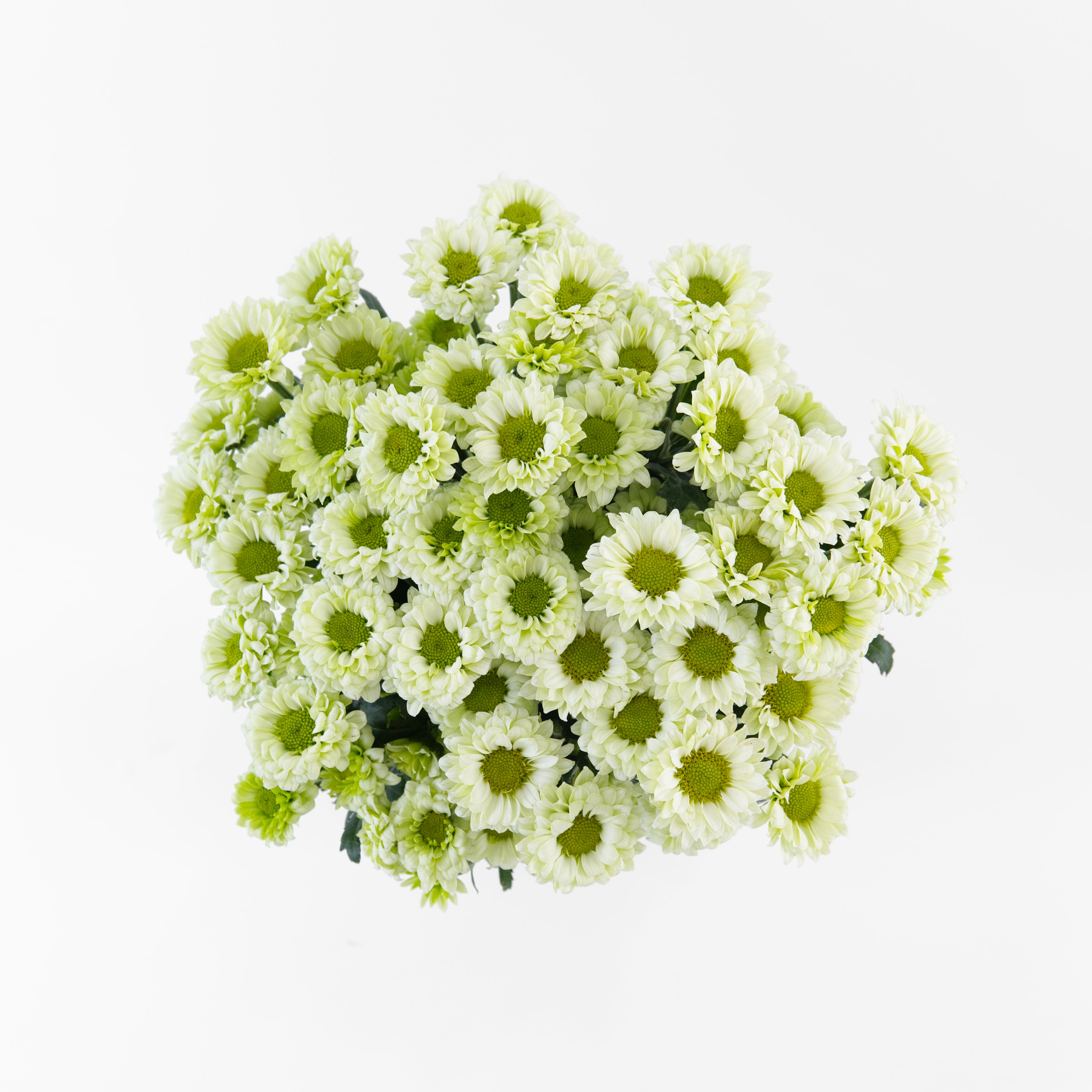A wholesale bundle of fresh green and white Chrysanthemum Pom Pom stems, prepared for shipment in Malaysia