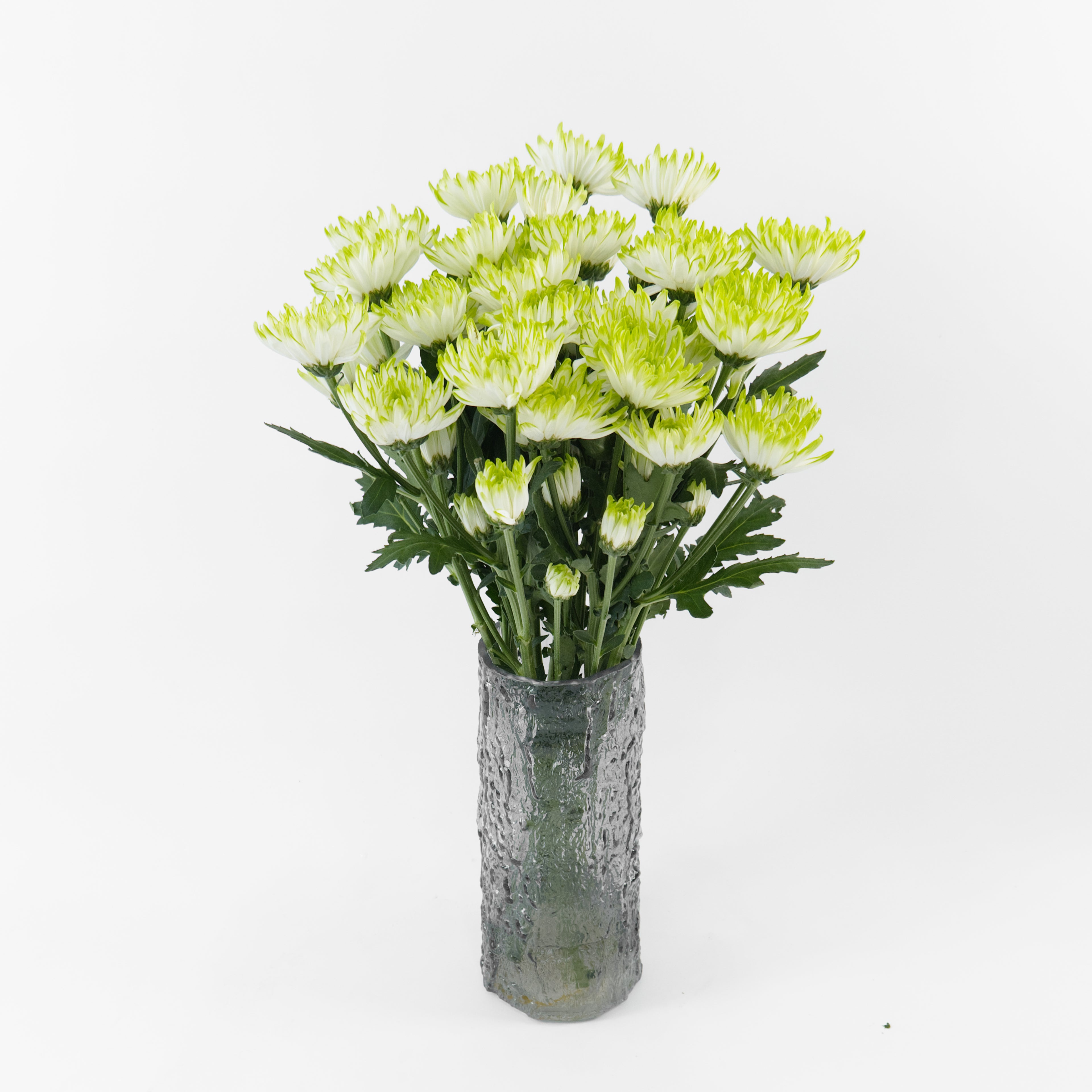 Bundles of wholesale green-white spray chrysanthemums kept in clean water containers inside a floral cold storage room in Kuala Lumpur