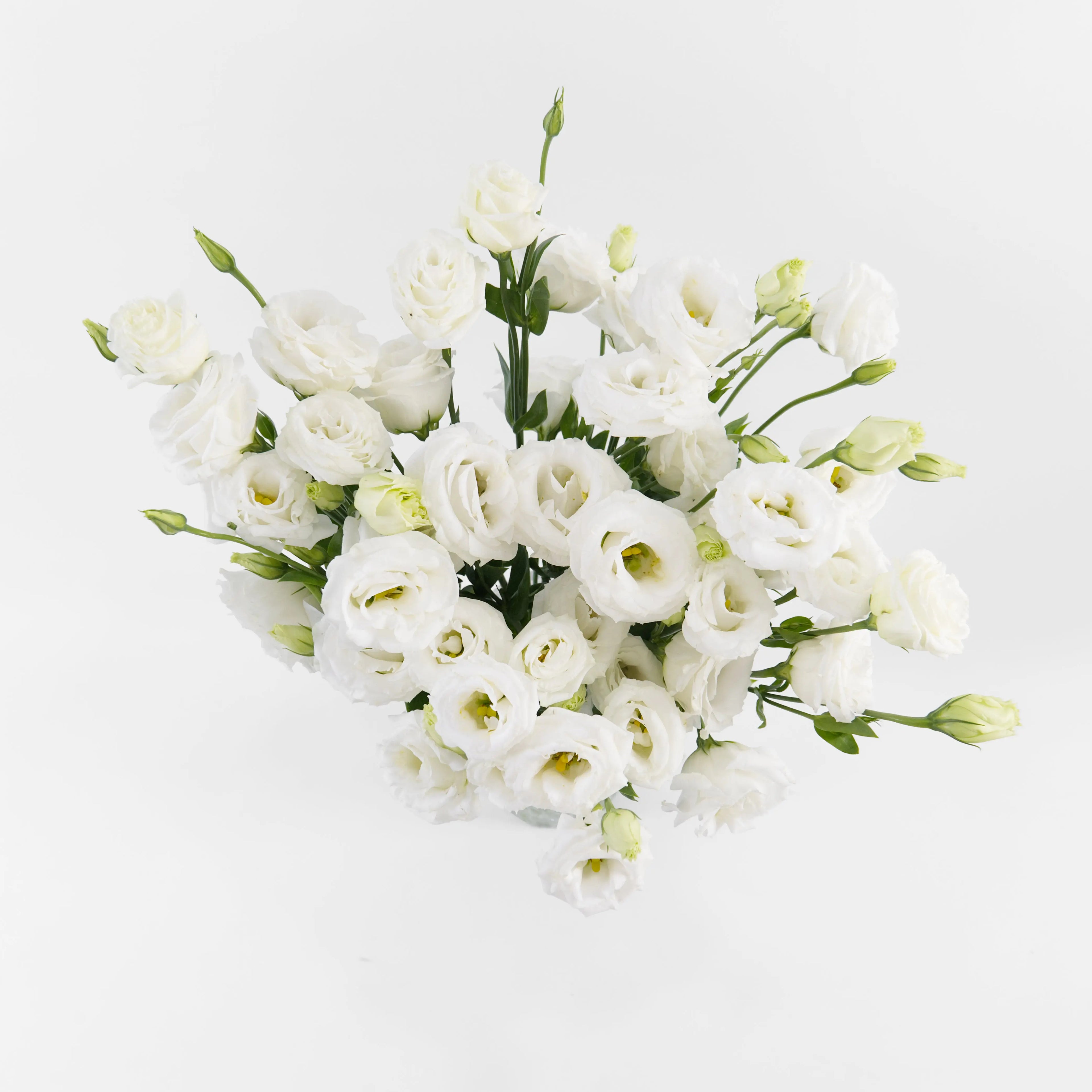 A wholesale bundle of fresh white Eustoma (Lisianthus) stems with delicate ruffled petals, prepared for shipment in Malaysia.