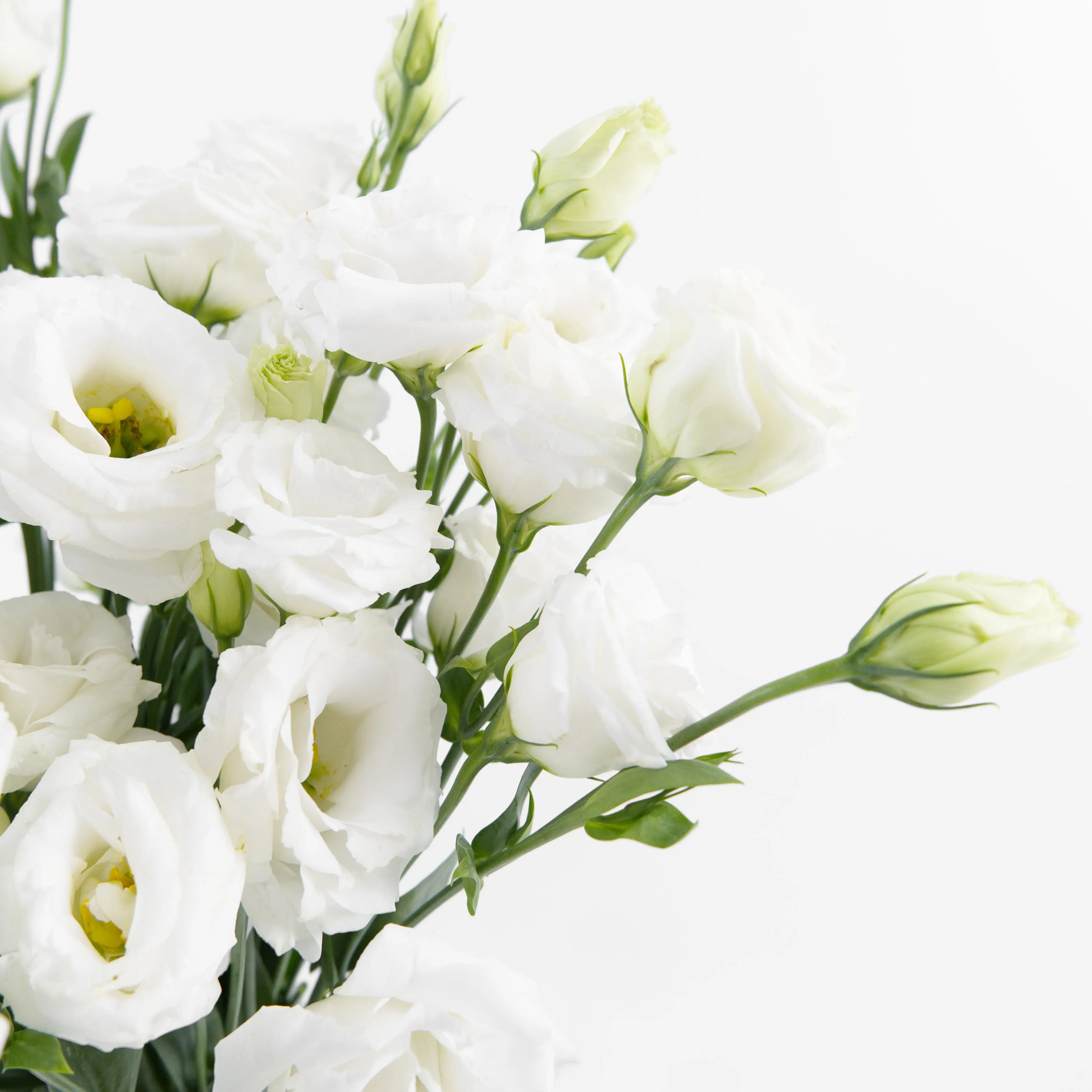 Close-up of an elegant white Eustoma flower showing its soft, rose-like layered petals and green center, available from a KL wholesale supplier.