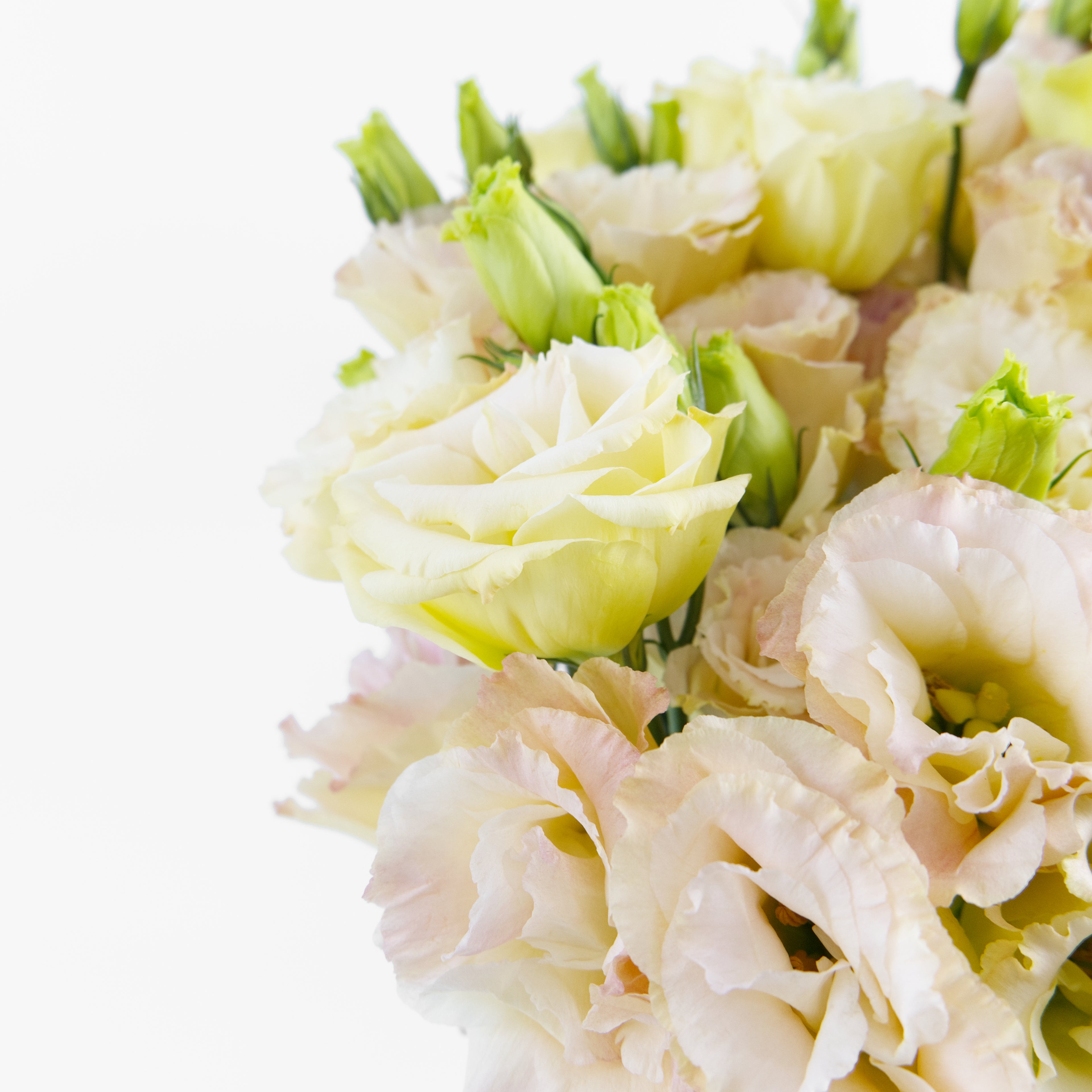 Close-up of a premium Eustoma Wave Peach flower showing its heavily ruffled, layered pastel peach petals, available from a KL wholesale supplier.