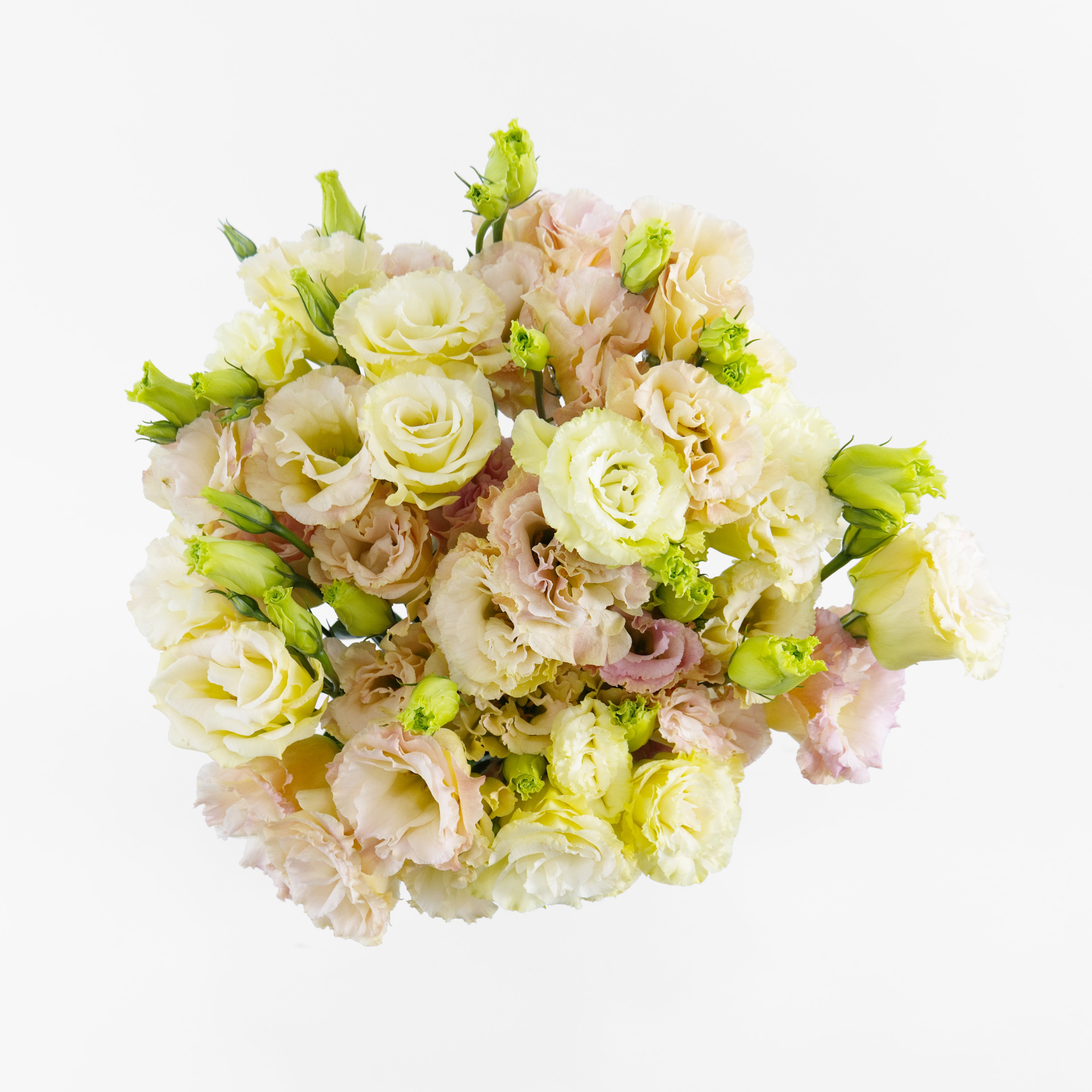 A wholesale bundle of fresh premium Eustoma Wave Peach (Lisianthus) stems with ruffled peach petals, prepared for shipment in Malaysia.
