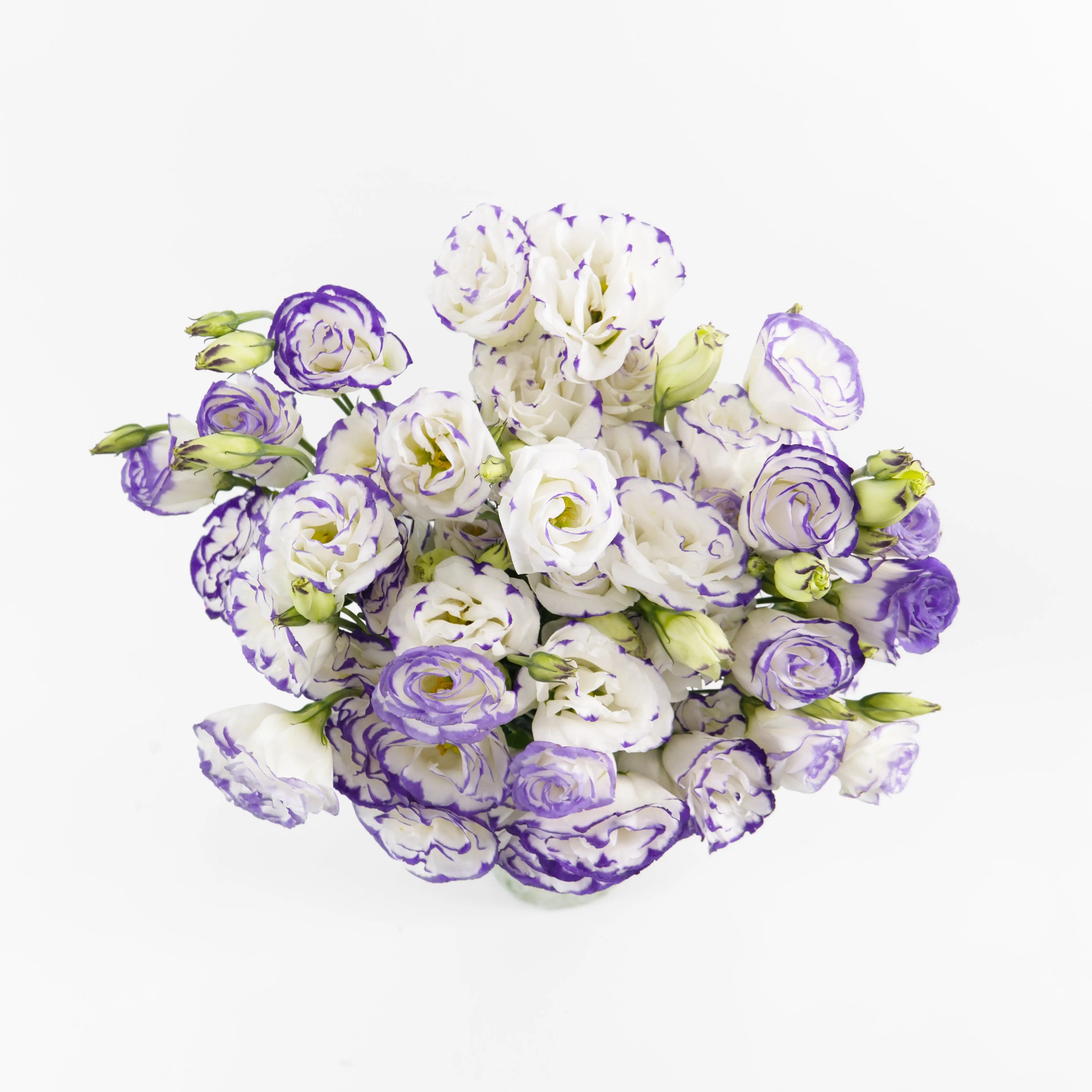 A wholesale bundle of fresh purple and white bicolor Eustoma (Lisianthus) stems, prepared for shipment in Malaysia.