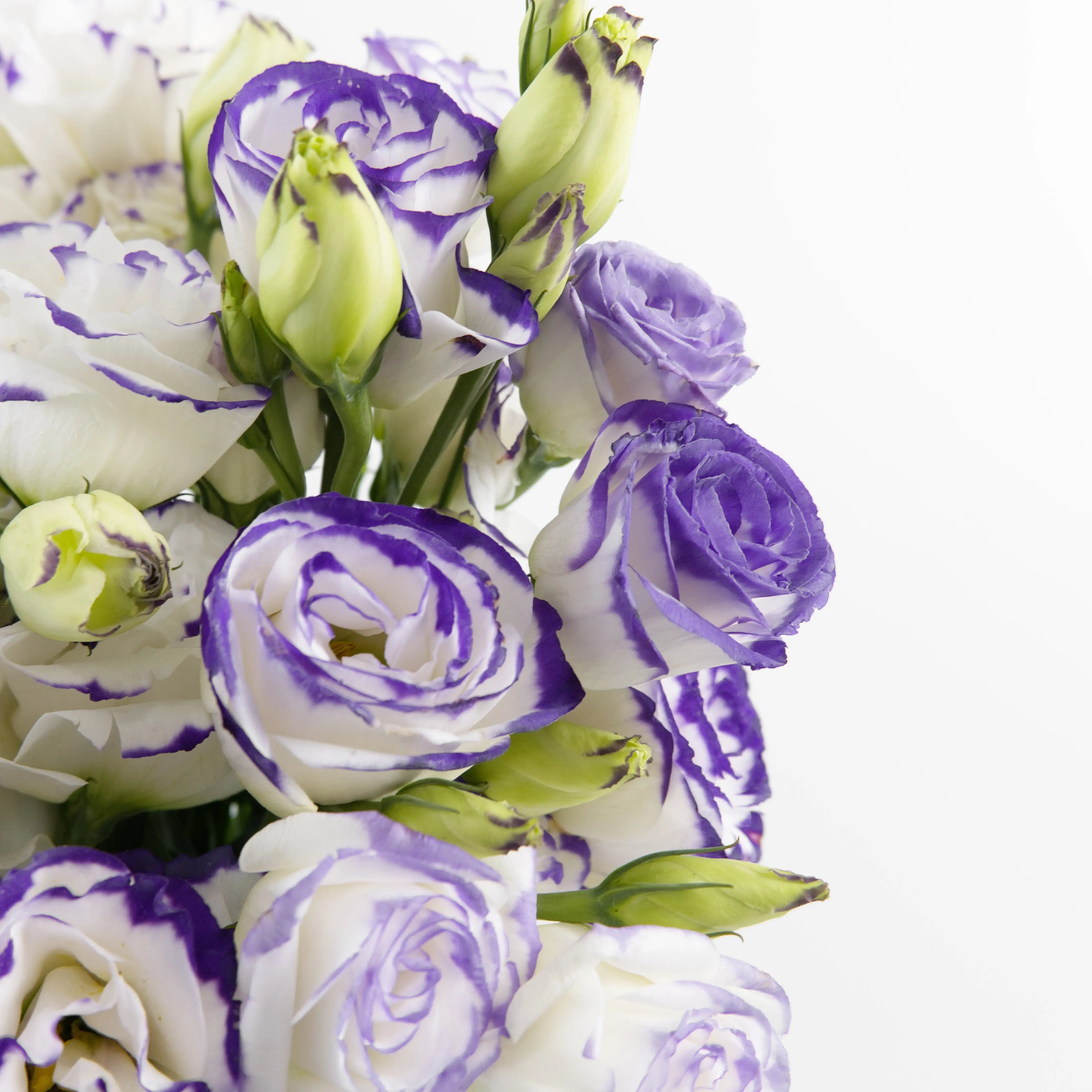 Close-up of an elegant purple-white Eustoma flower showing its soft, ruffled petals with purple borders, available from a KL wholesale supplier.