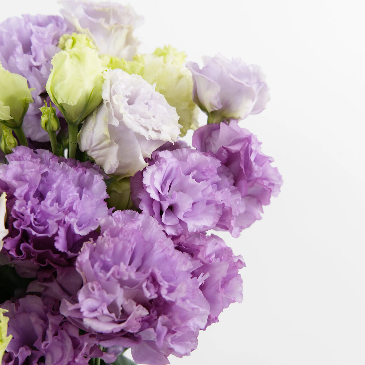 Close-up of a premium Eustoma Wave Light Purple flower showing its heavily ruffled, layered pastel purple petals, available from a KL wholesale supplier.