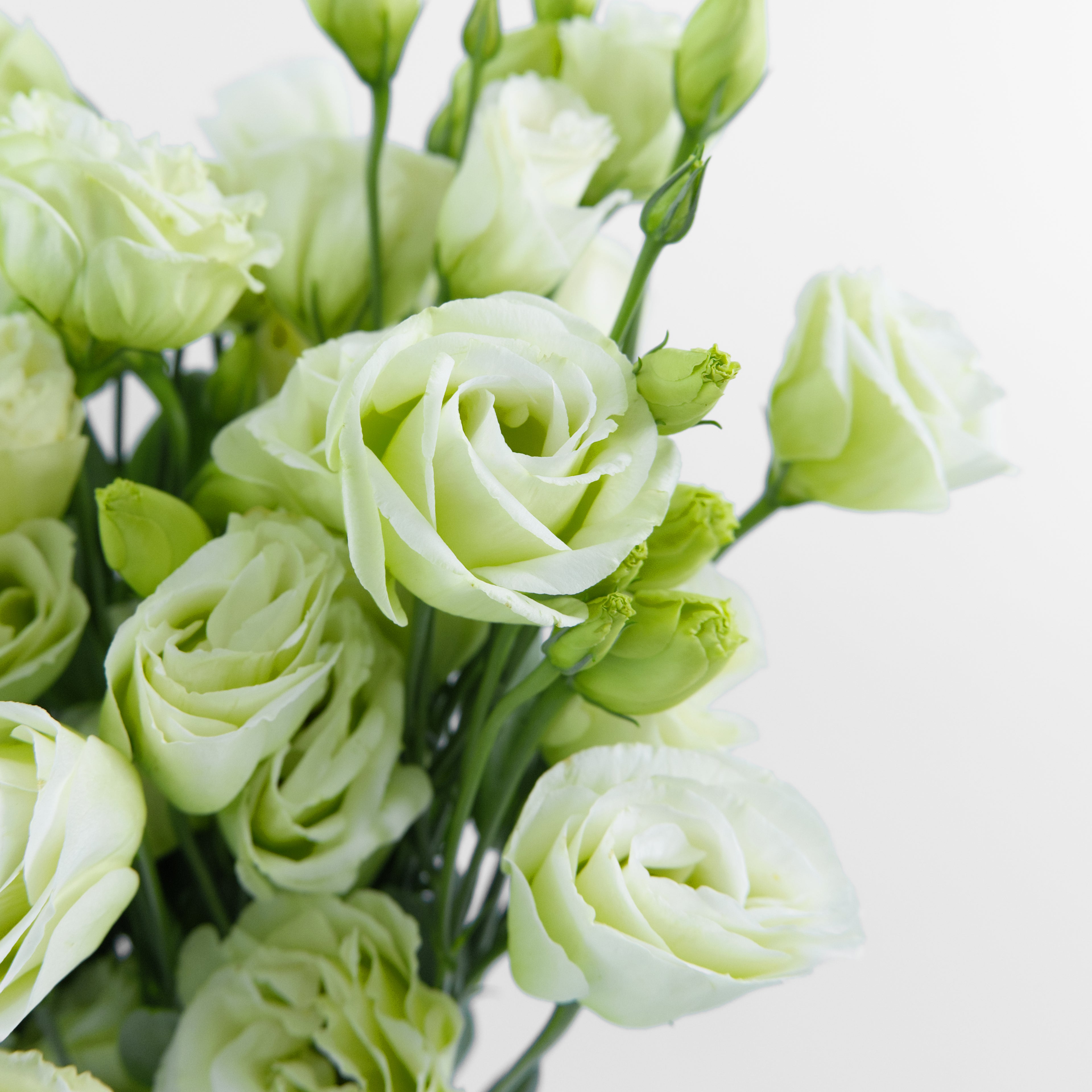 Close-up of an elegant green Eustoma flower showing its soft, ruffled chartreuse petals, available from a KL wholesale supplier.