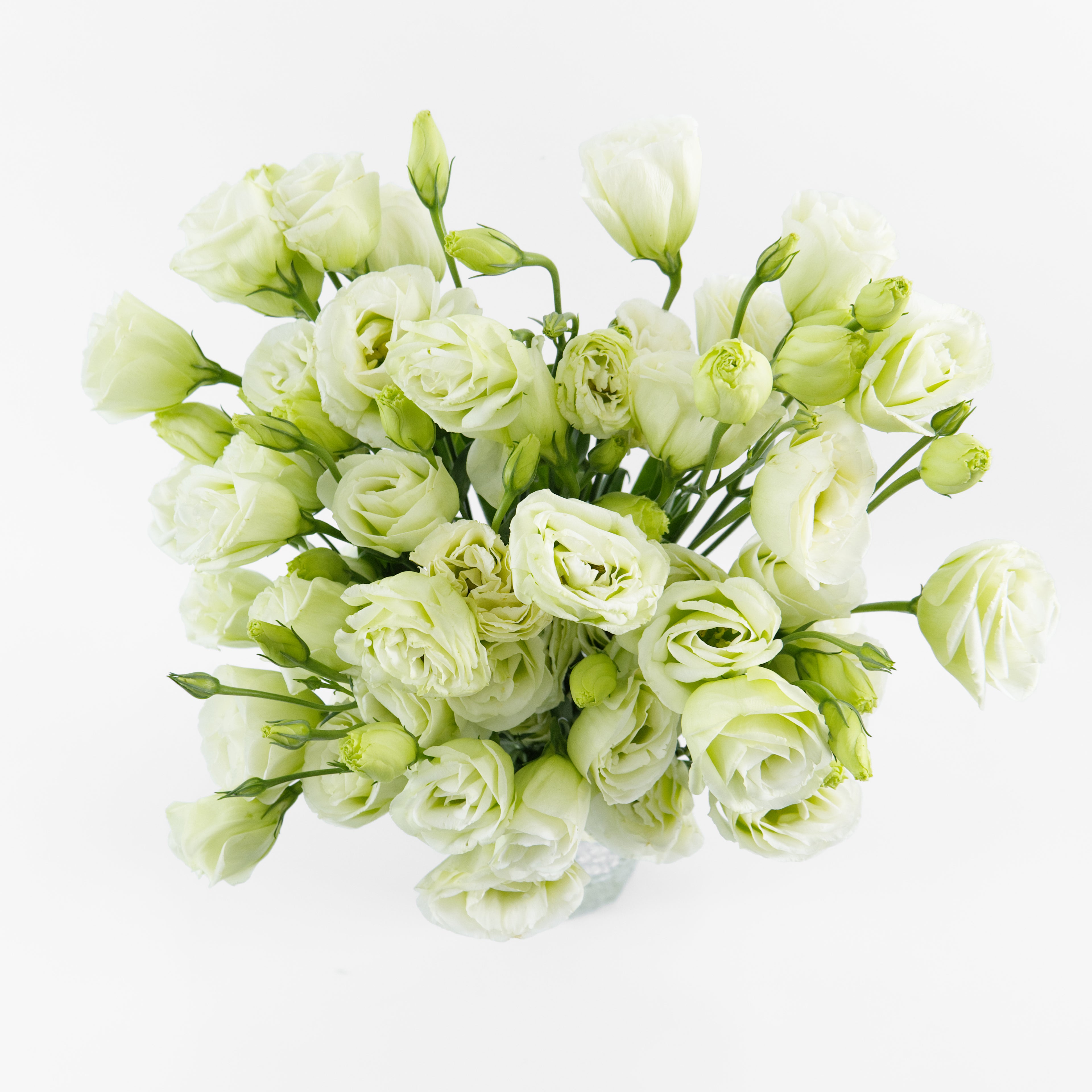 Eustoma - Green