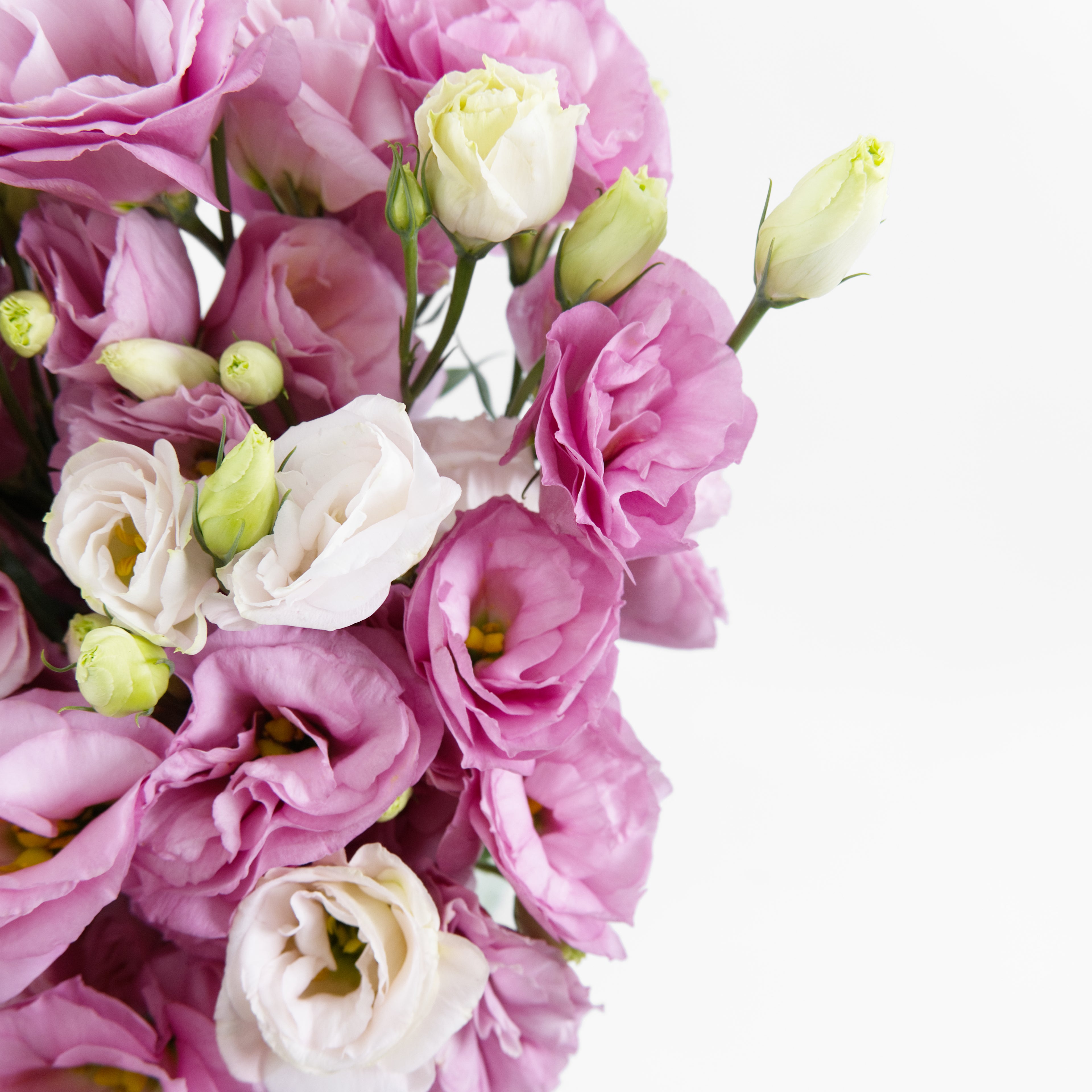 Close-up of an elegant pink Eustoma flower showing its soft, rose-like layered petals, available from a KL wholesale supplier.