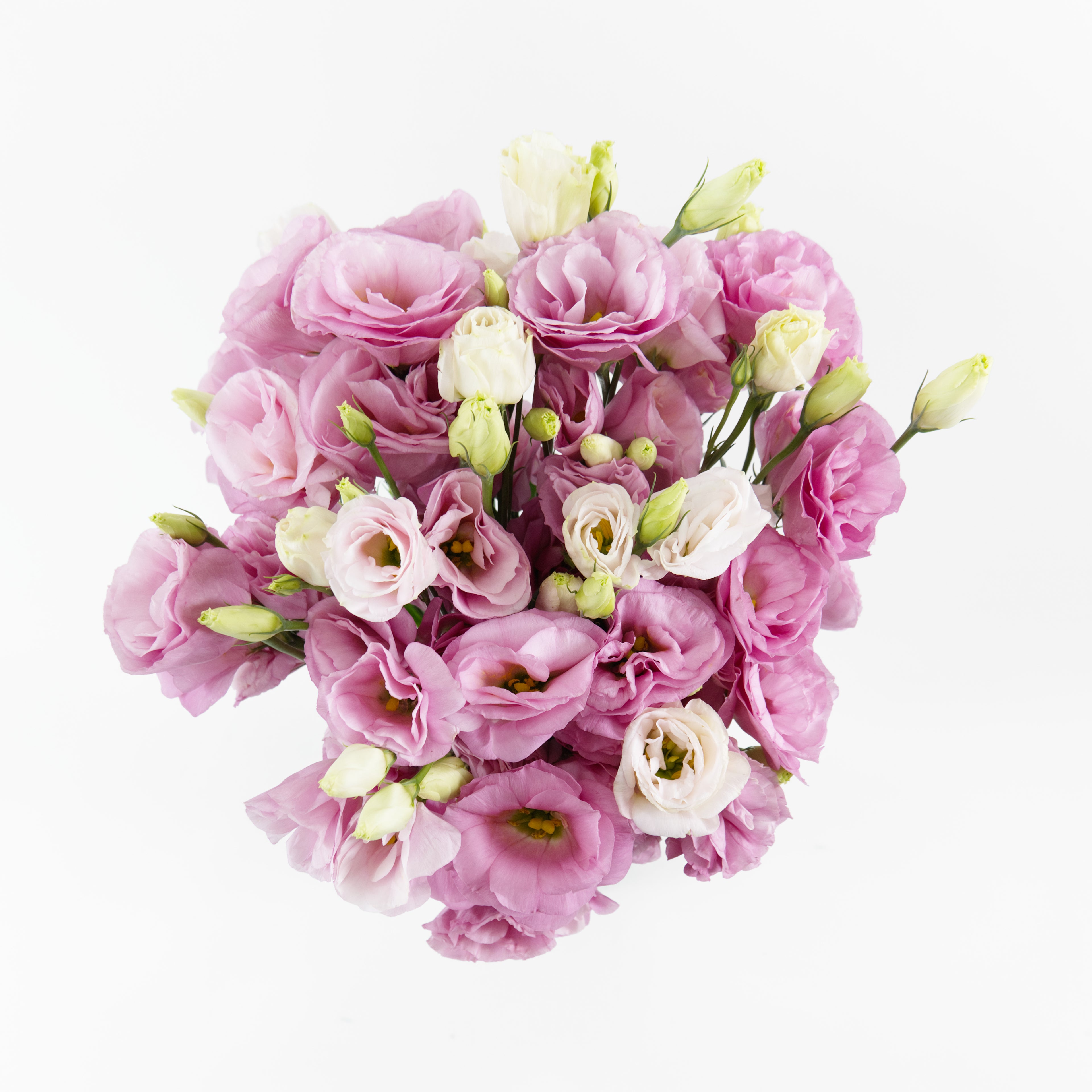 A wholesale bundle of fresh pink Eustoma (Lisianthus) stems with delicate ruffled pink petals, prepared for shipment in Malaysia.