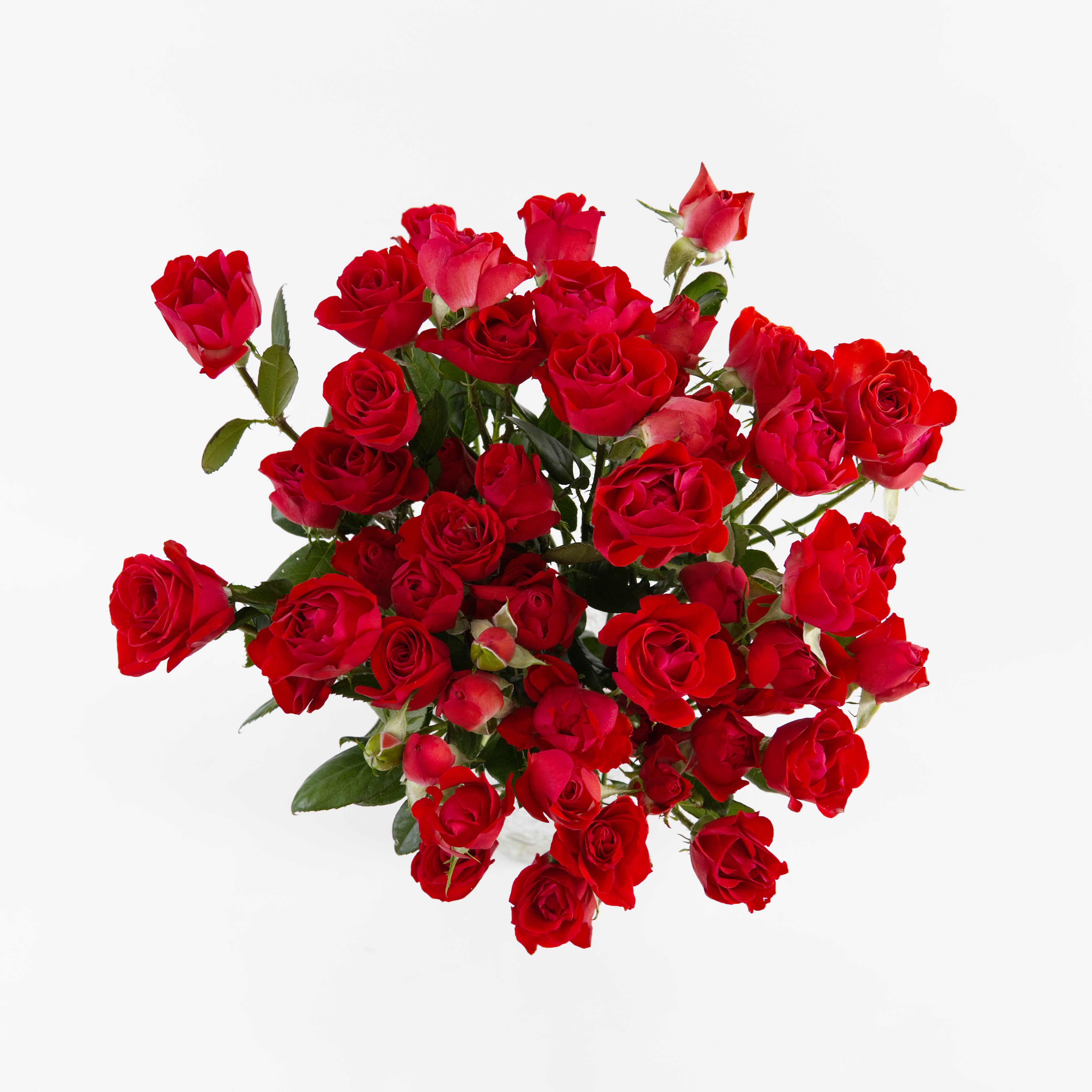 A wholesale bundle of fresh Neon Red spray roses packaged for shipment by a Malaysian flower supplier.