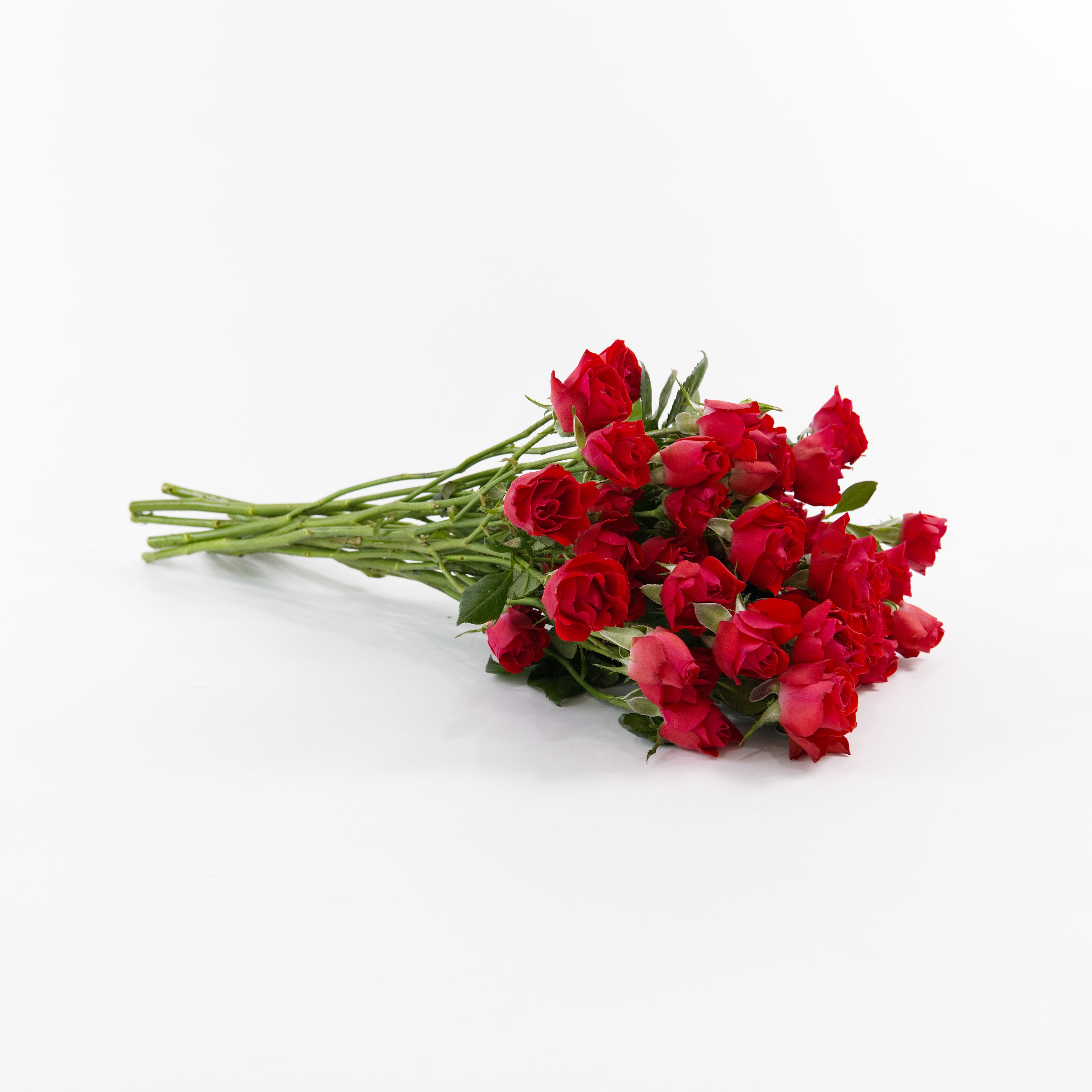 Close-up of multiple vivid neon-red mini rose blooms on a Neon Red spray stem.