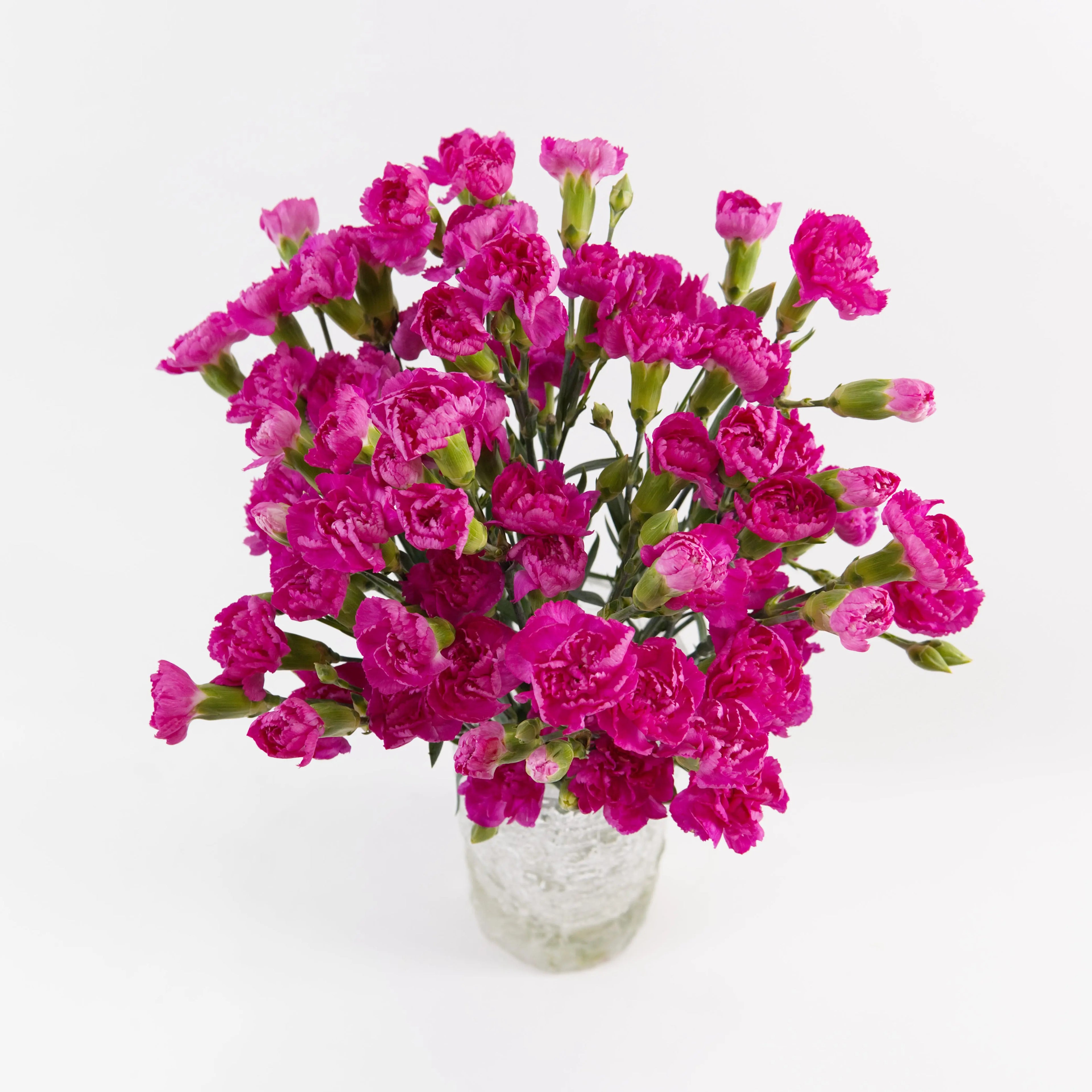 Bundles of Hot Cherry spray carnations in clean water buckets inside a floral cold storage room in Kuala Lumpur.