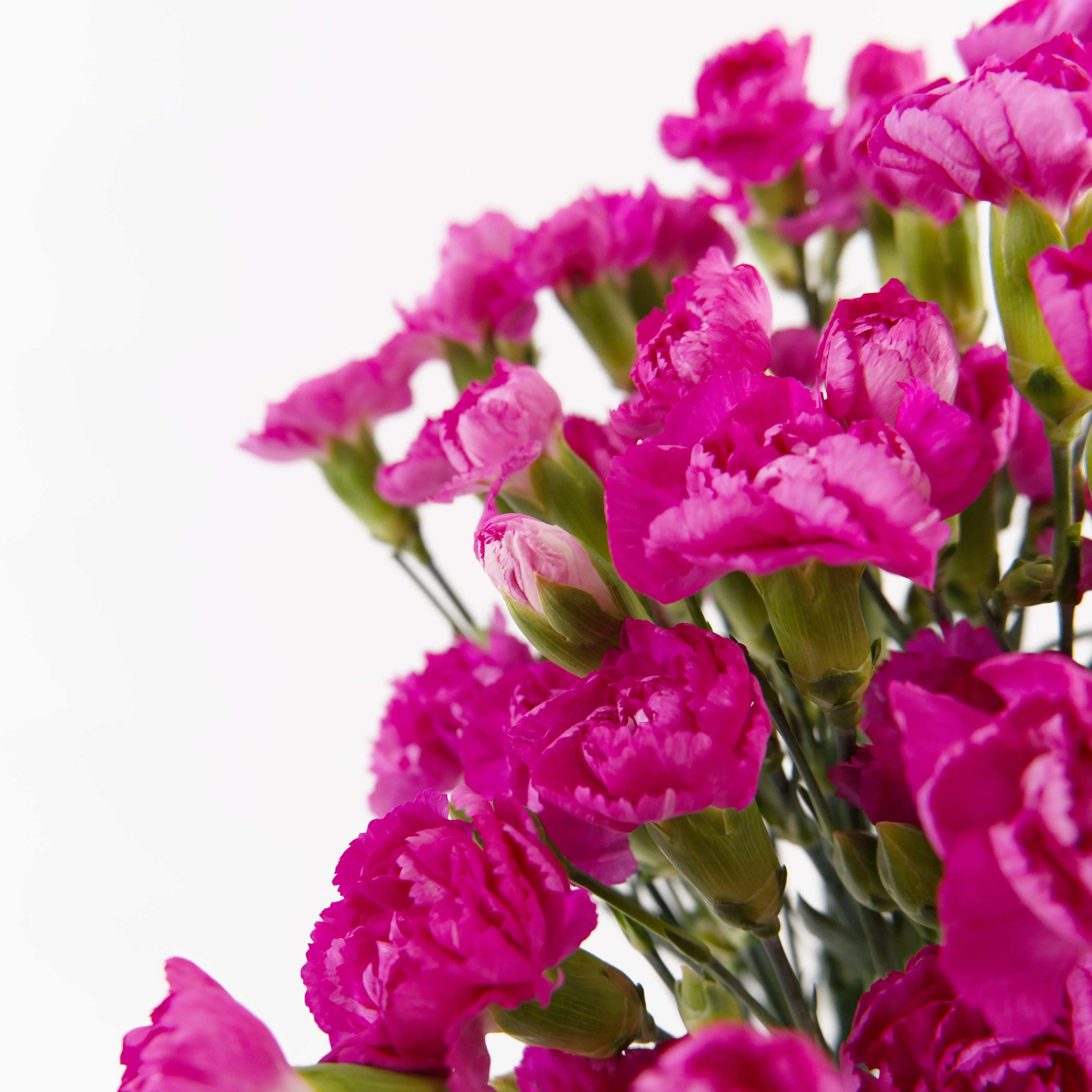 Close-up of multiple hot cherry pink mini carnation blooms on a spray stem.