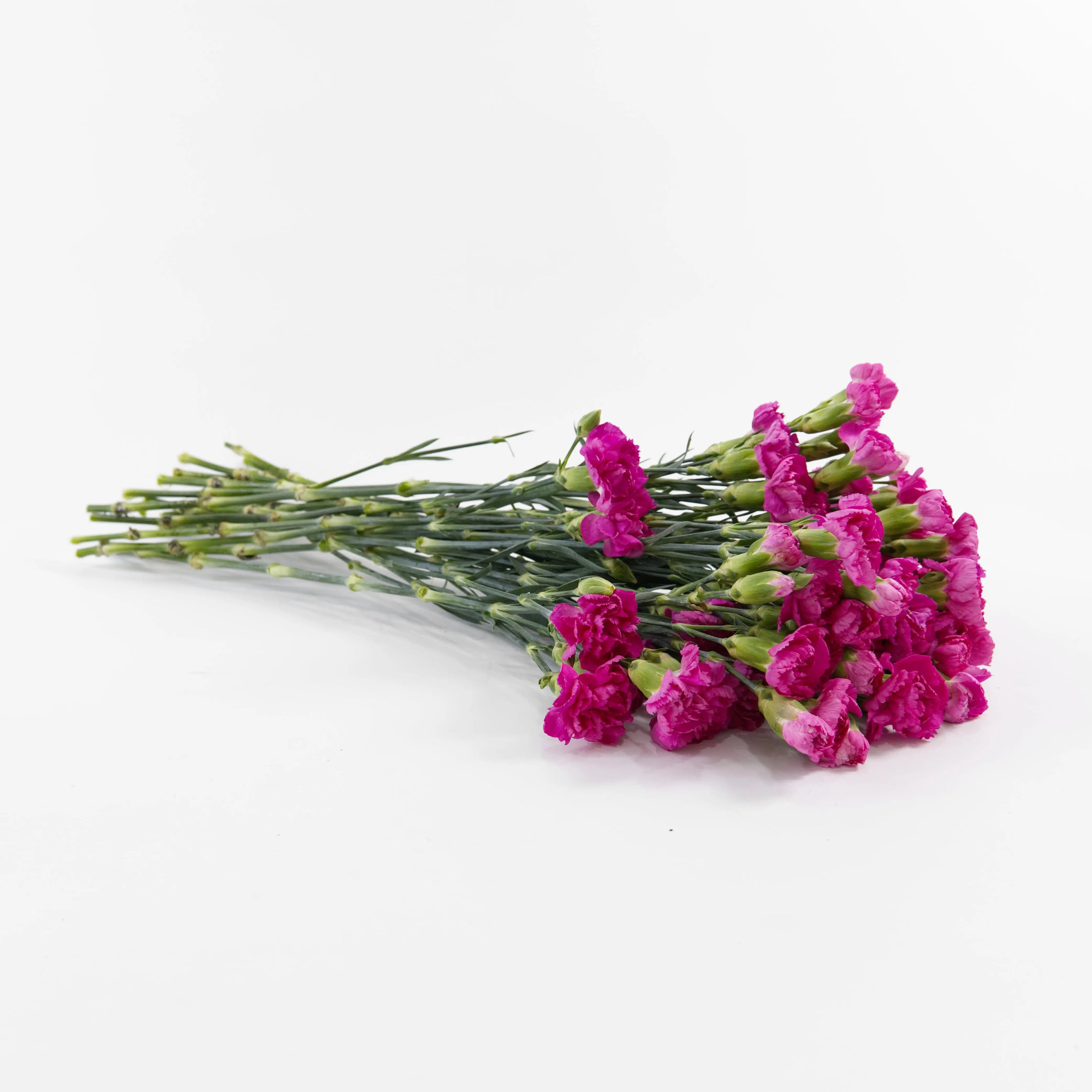 A wholesale bundle of fresh Hot Cherry spray carnations packaged for delivery by a Malaysian flower supplier.