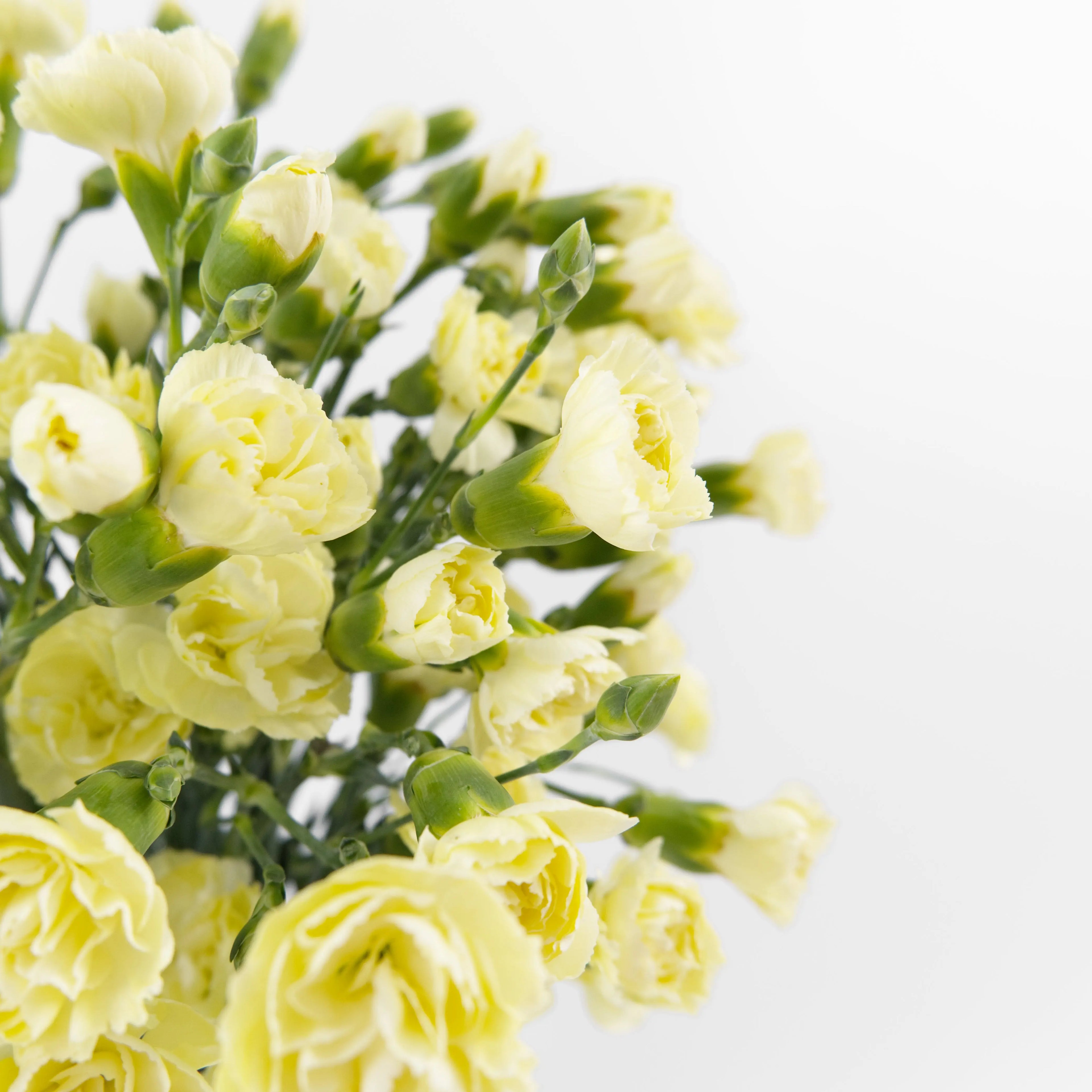 Close-up of multiple bright yellow mini carnation blooms on a spray stem.