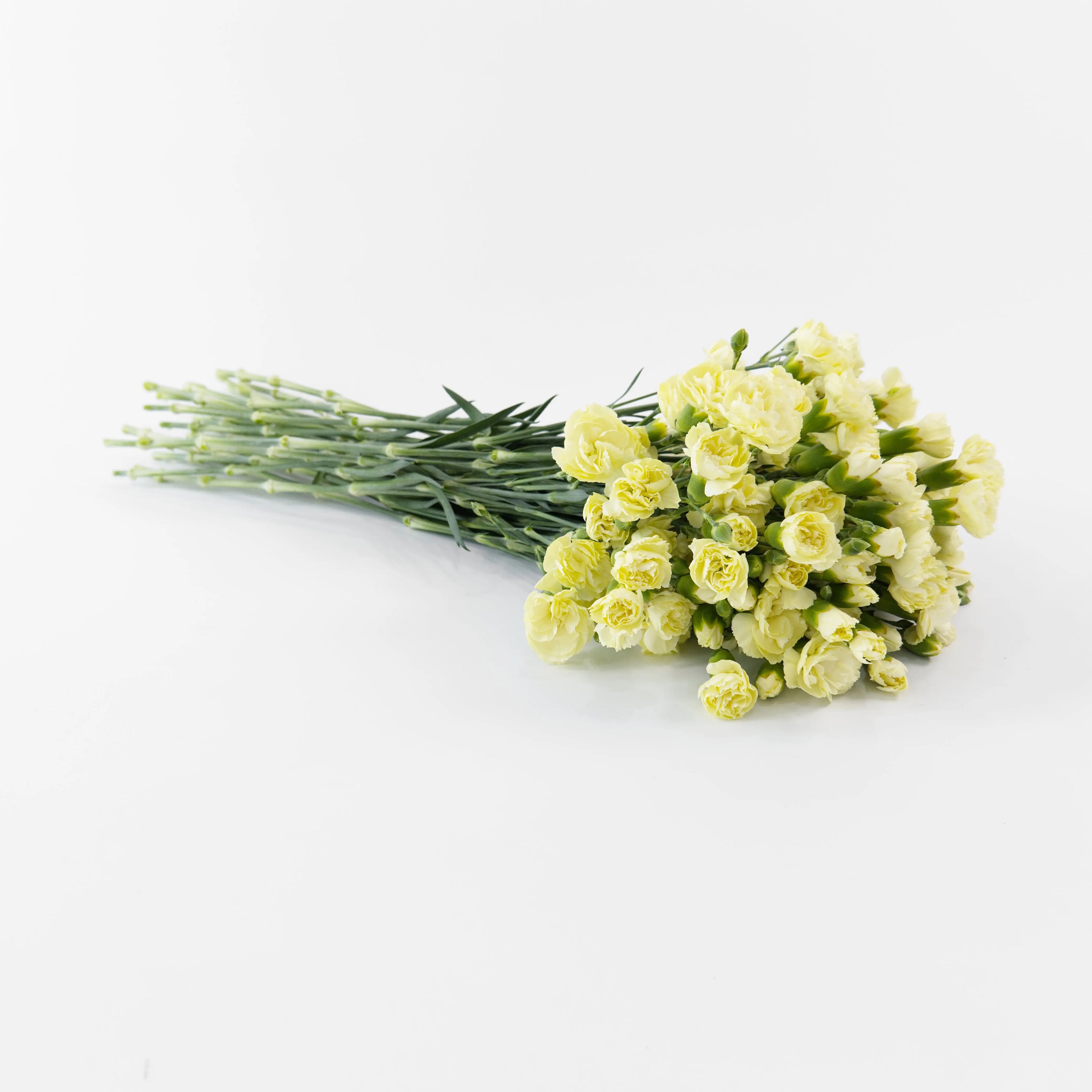 A wholesale bundle of fresh Yellow spray carnations packaged for delivery by a Malaysian flower supplier.