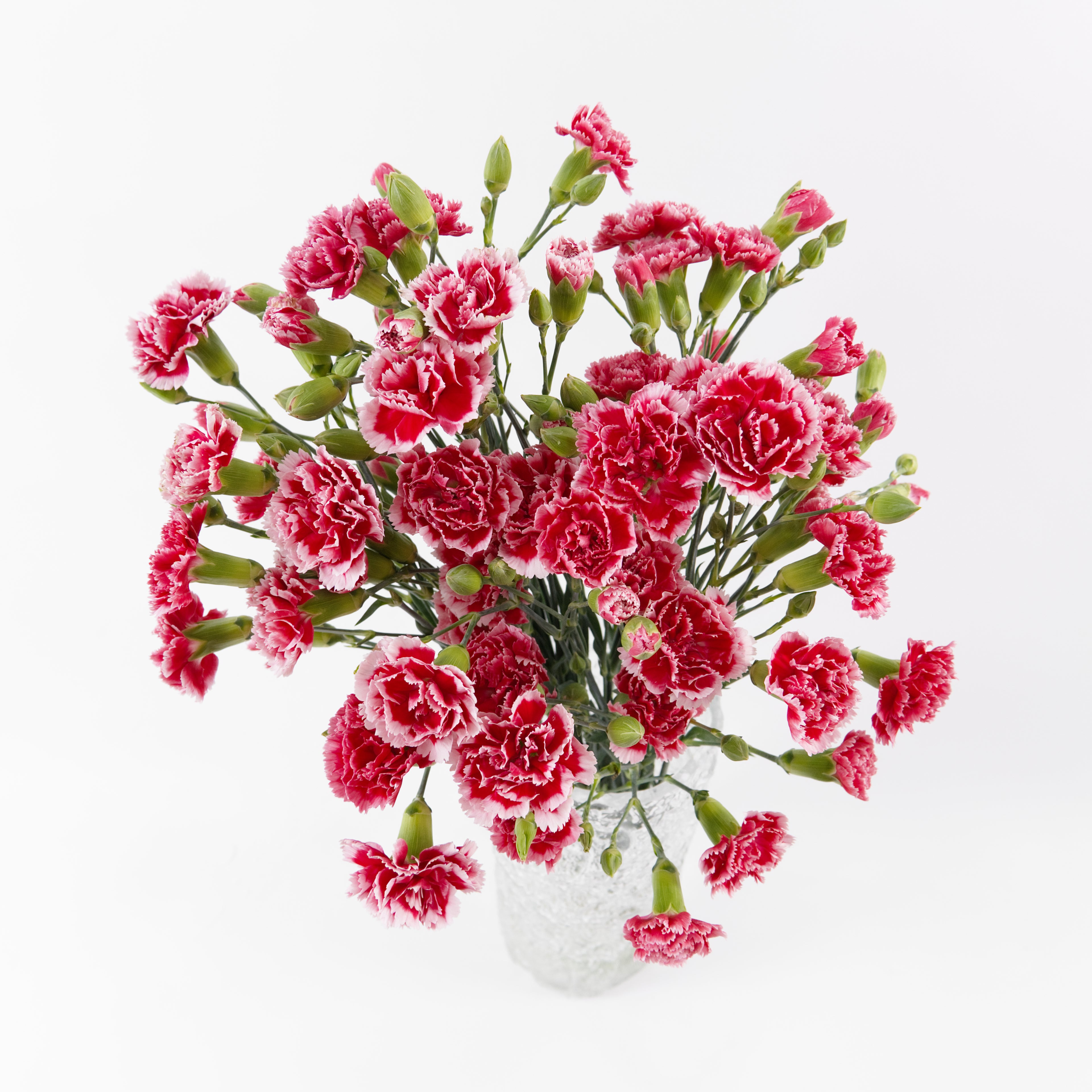A bouquet of red and white ruffled carnations in a clear glass vase, photographed against a plain white background.
