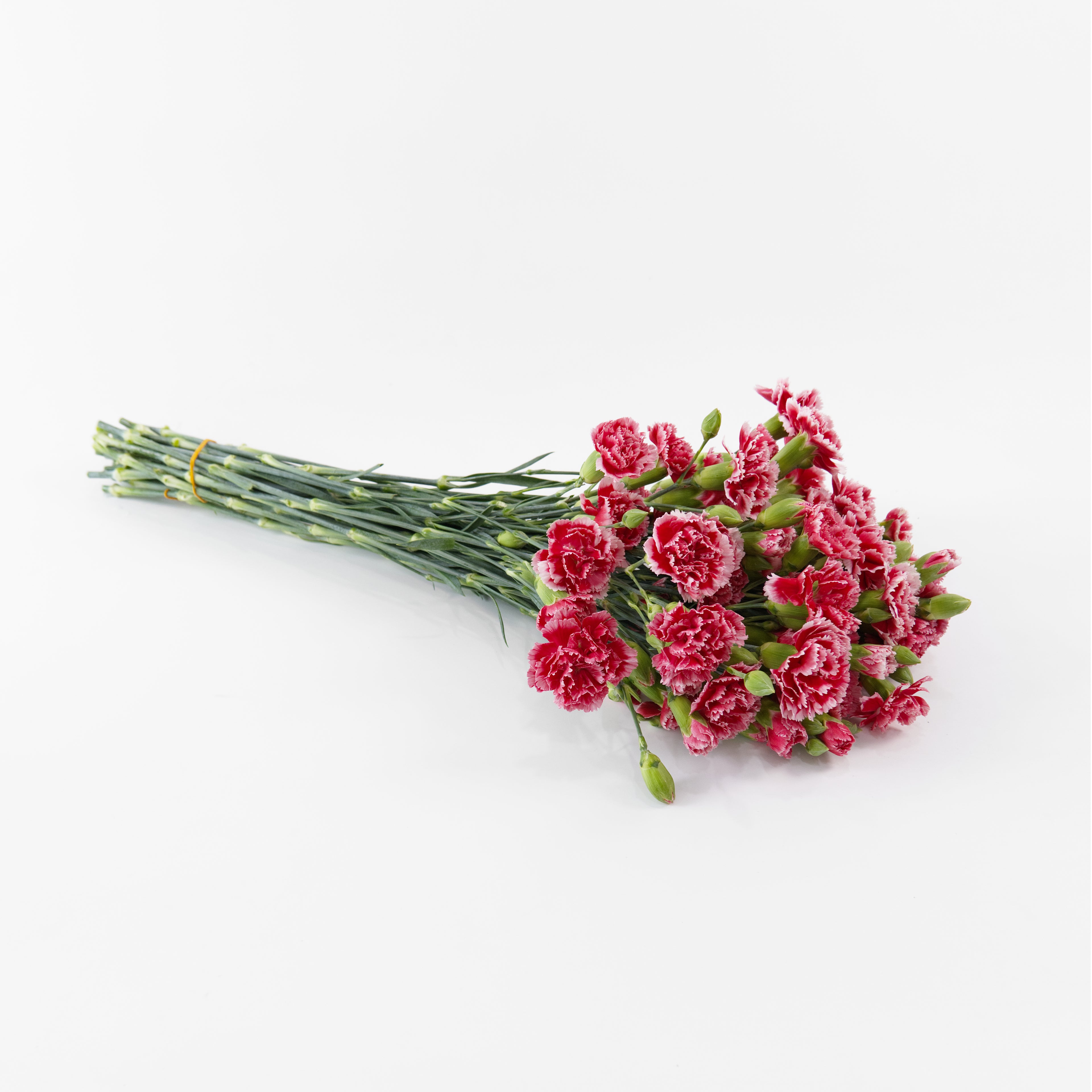 A small bouquet of pink and white carnation flowers with green stems, tied together with a yellow band, photographed on a clean white background.