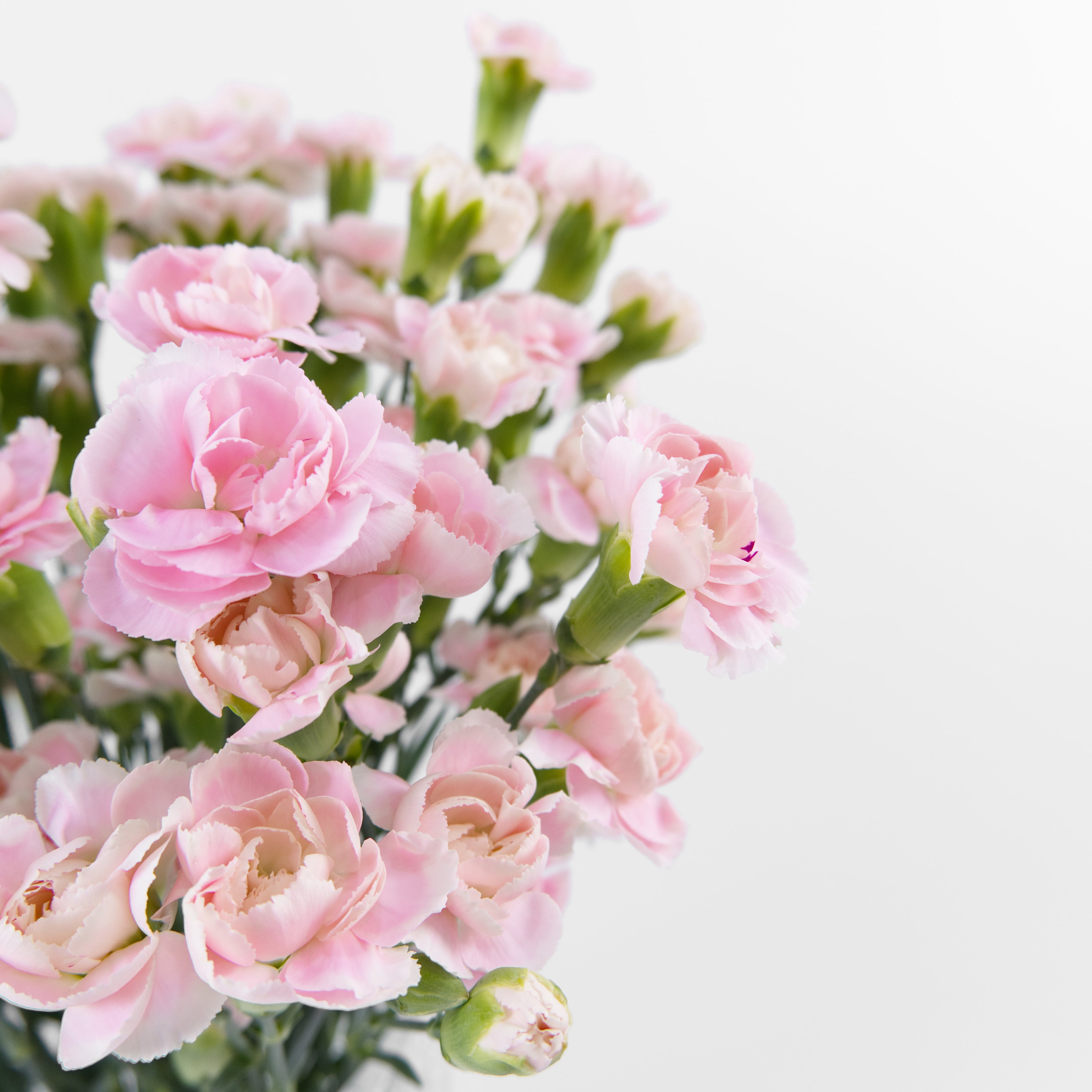 A close-up of light pink carnation flowers with green stems and buds, arranged on the left side against a clean white background.