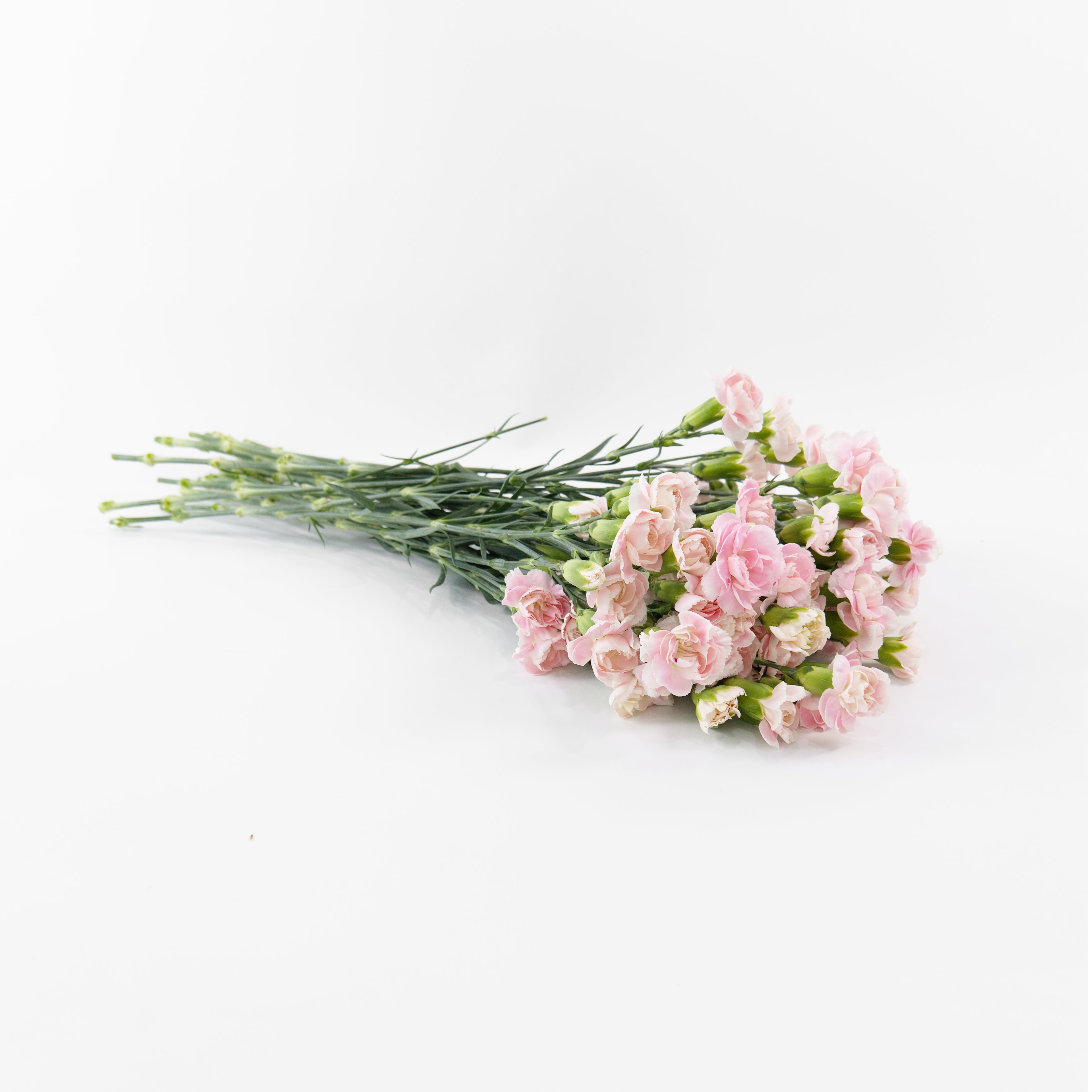 A bouquet of light pink carnations with green stems, arranged diagonally on a clean white background.