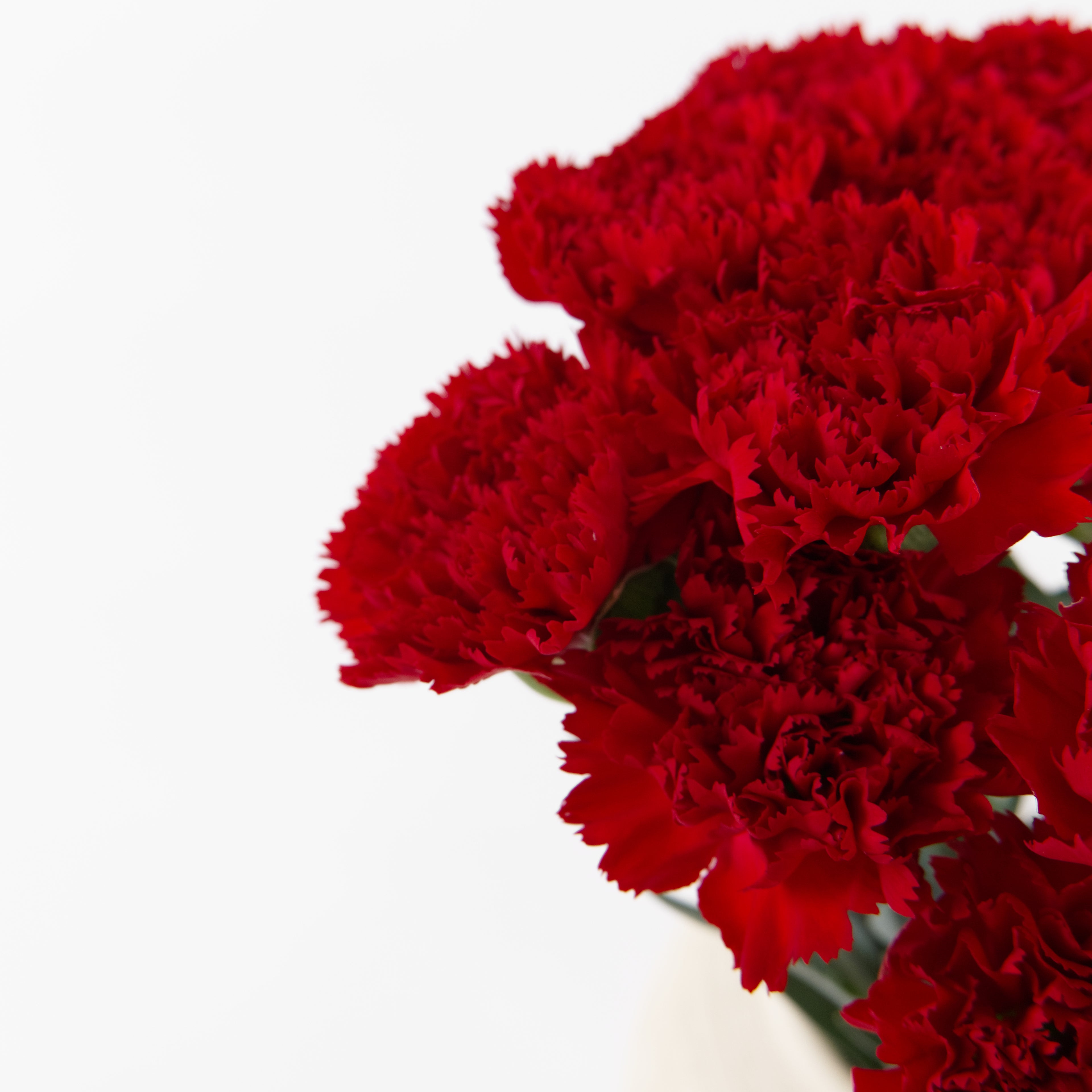 A close-up of a bouquet of vibrant red carnation flowers positioned on the right side of a clean white background.