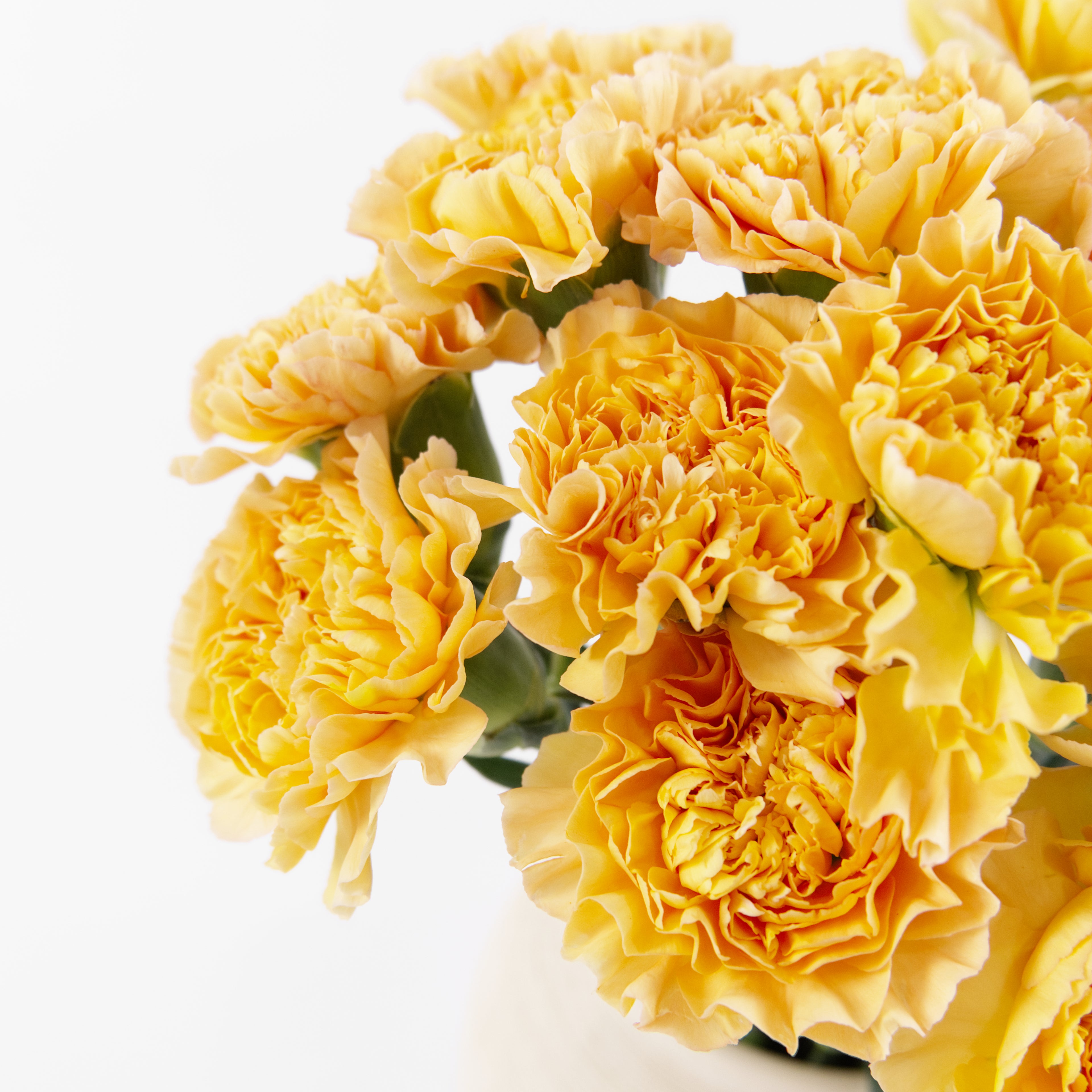 Close-up of an Orange Peach carnation bloom showing warm peach ruffled petals, sourced from Cameron Highlands.