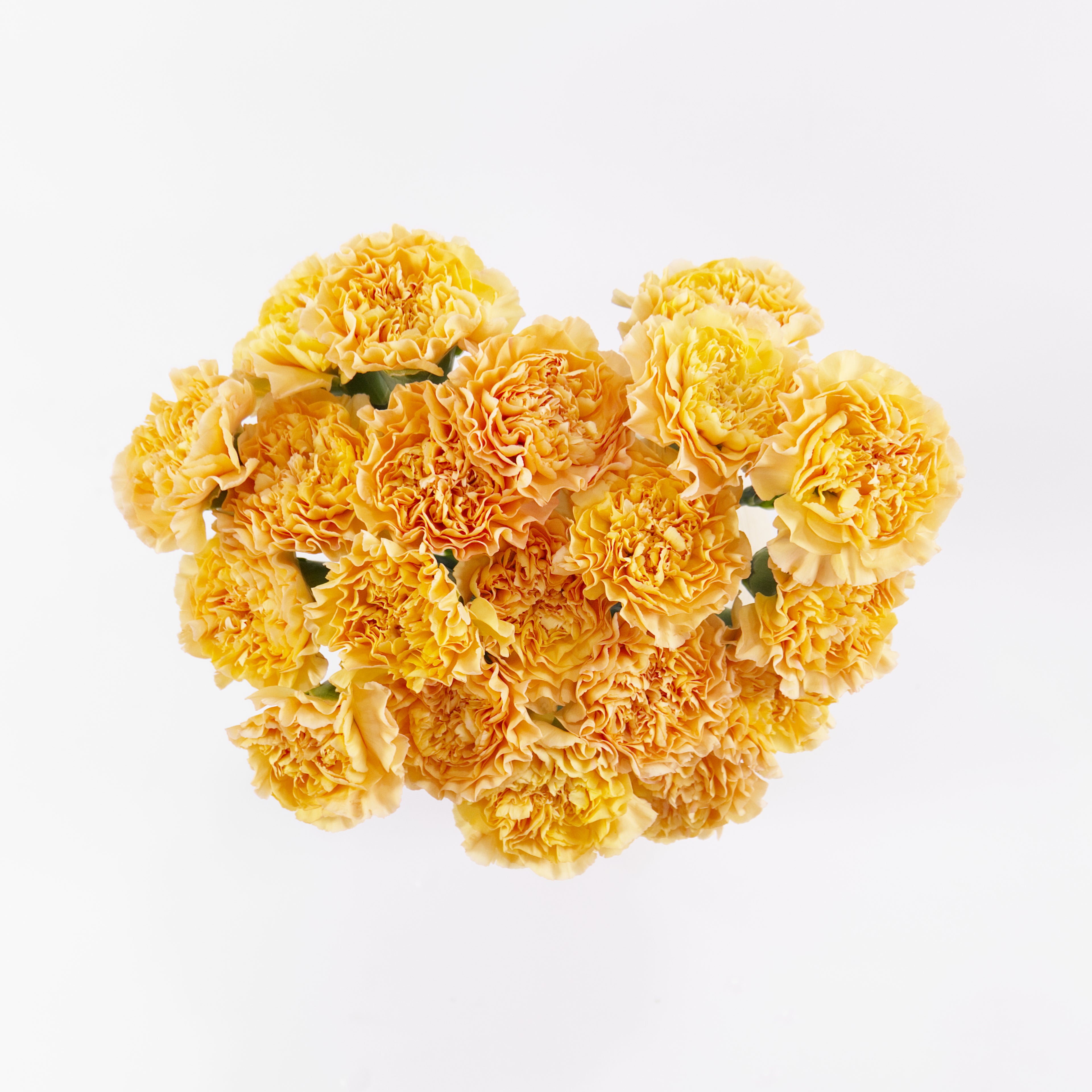 A wholesale bundle of ten fresh Orange Peach carnations wrapped for shipment by a Malaysian flower supplier.