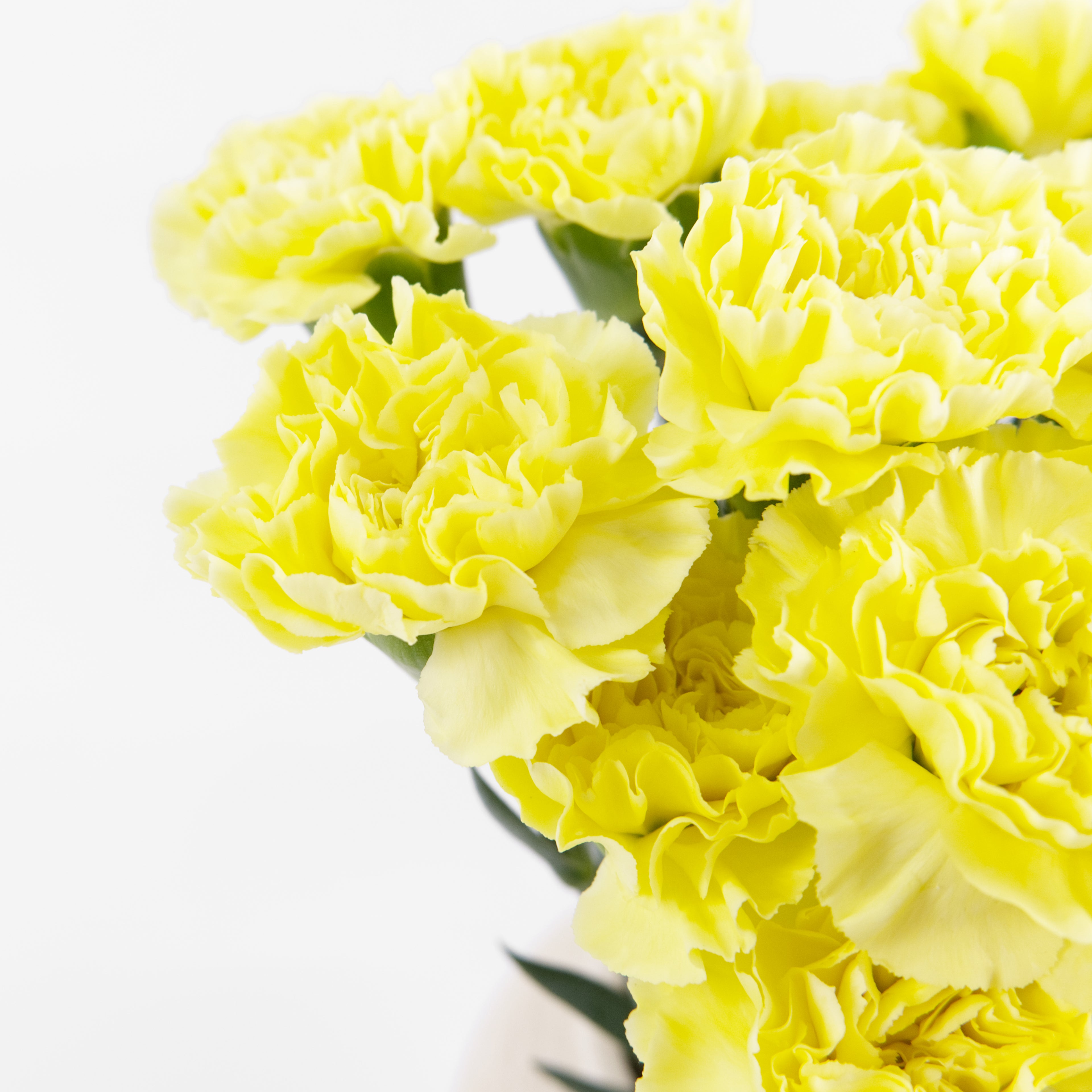 Close-up of an imported China Yellow carnation bloom showing a large flower head and dense yellow petals.