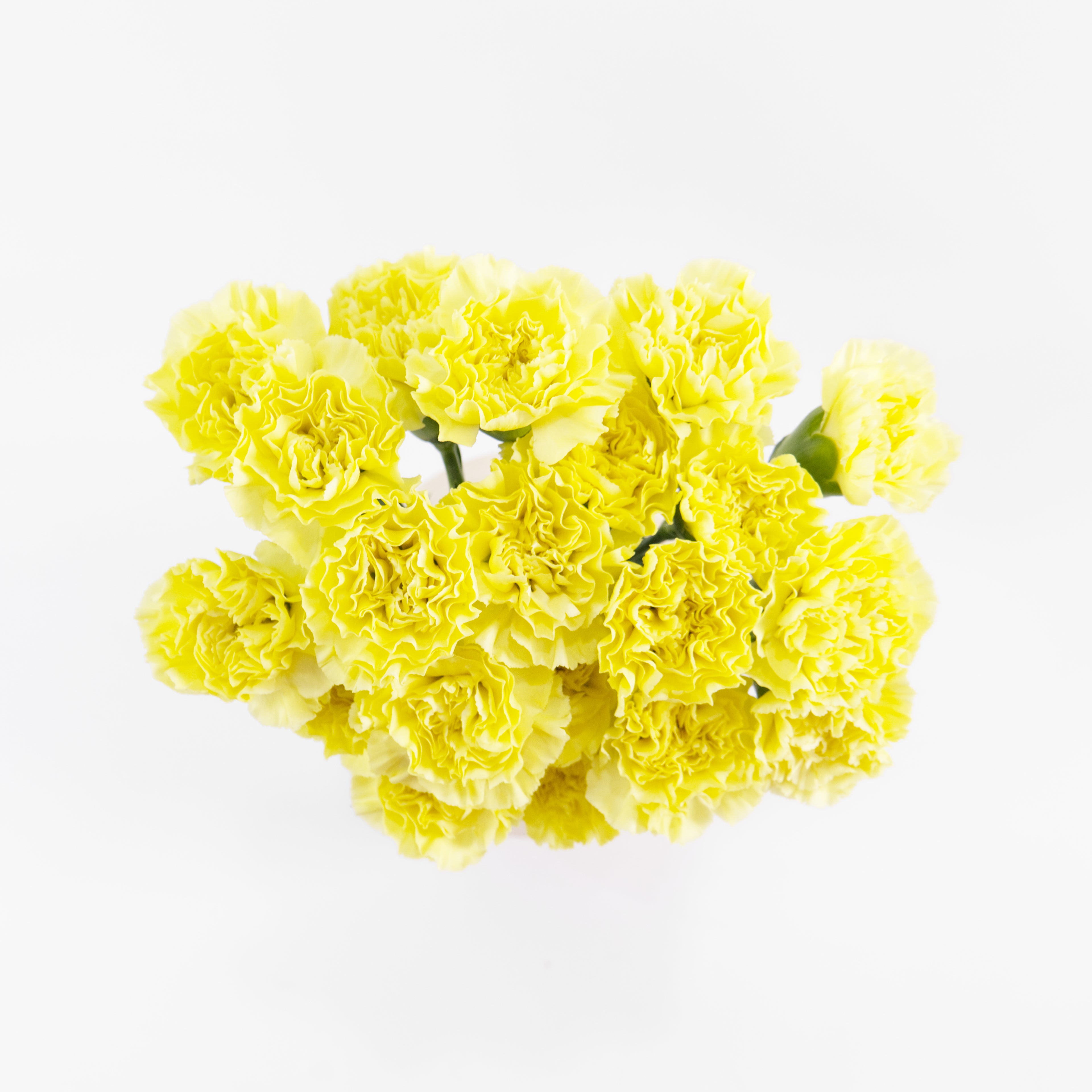 A wholesale bundle of ten fresh imported China Yellow carnations packaged for delivery by a Malaysian flower supplier.