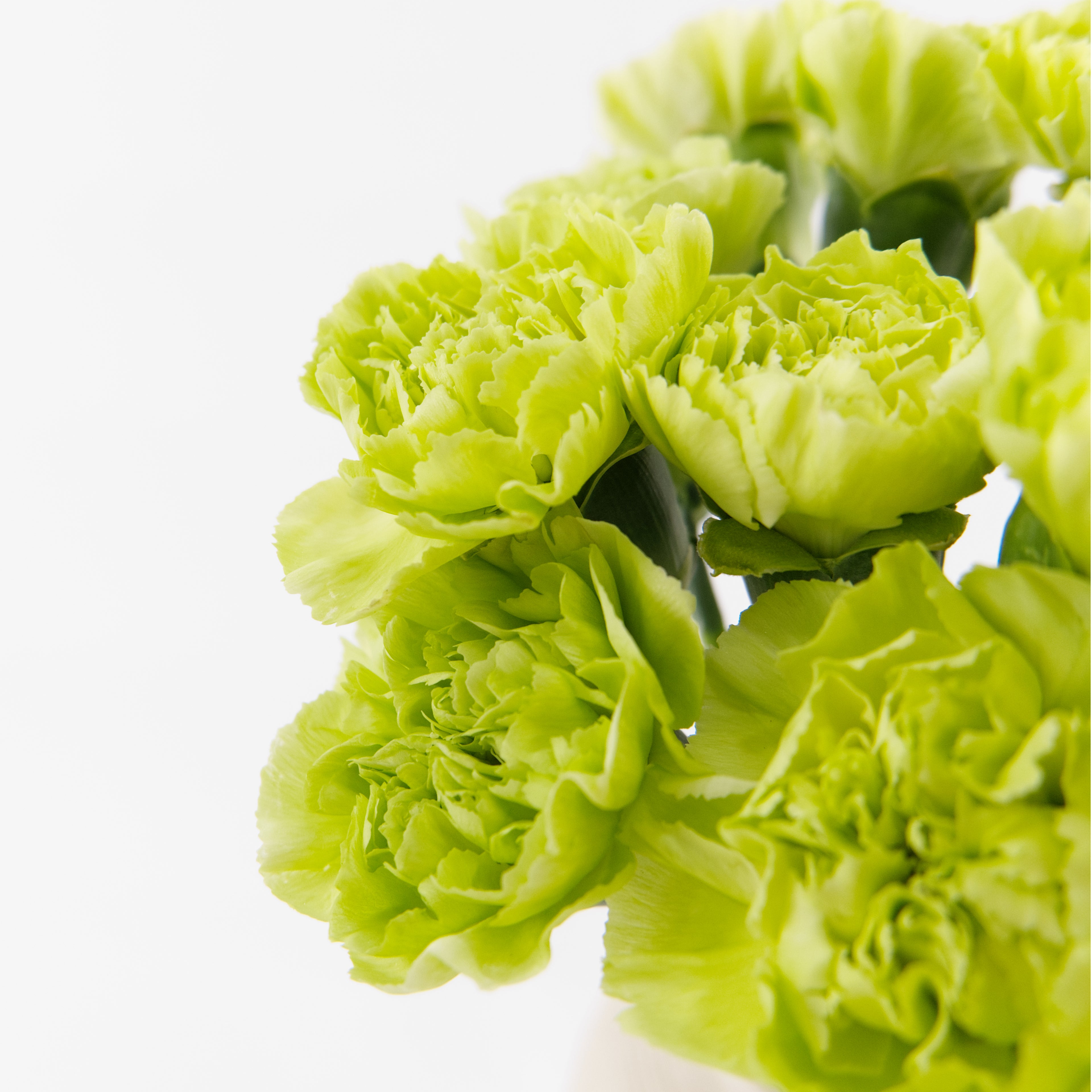 Close-up of an imported China Green carnation bloom showing a large flower head and lime-green petals.