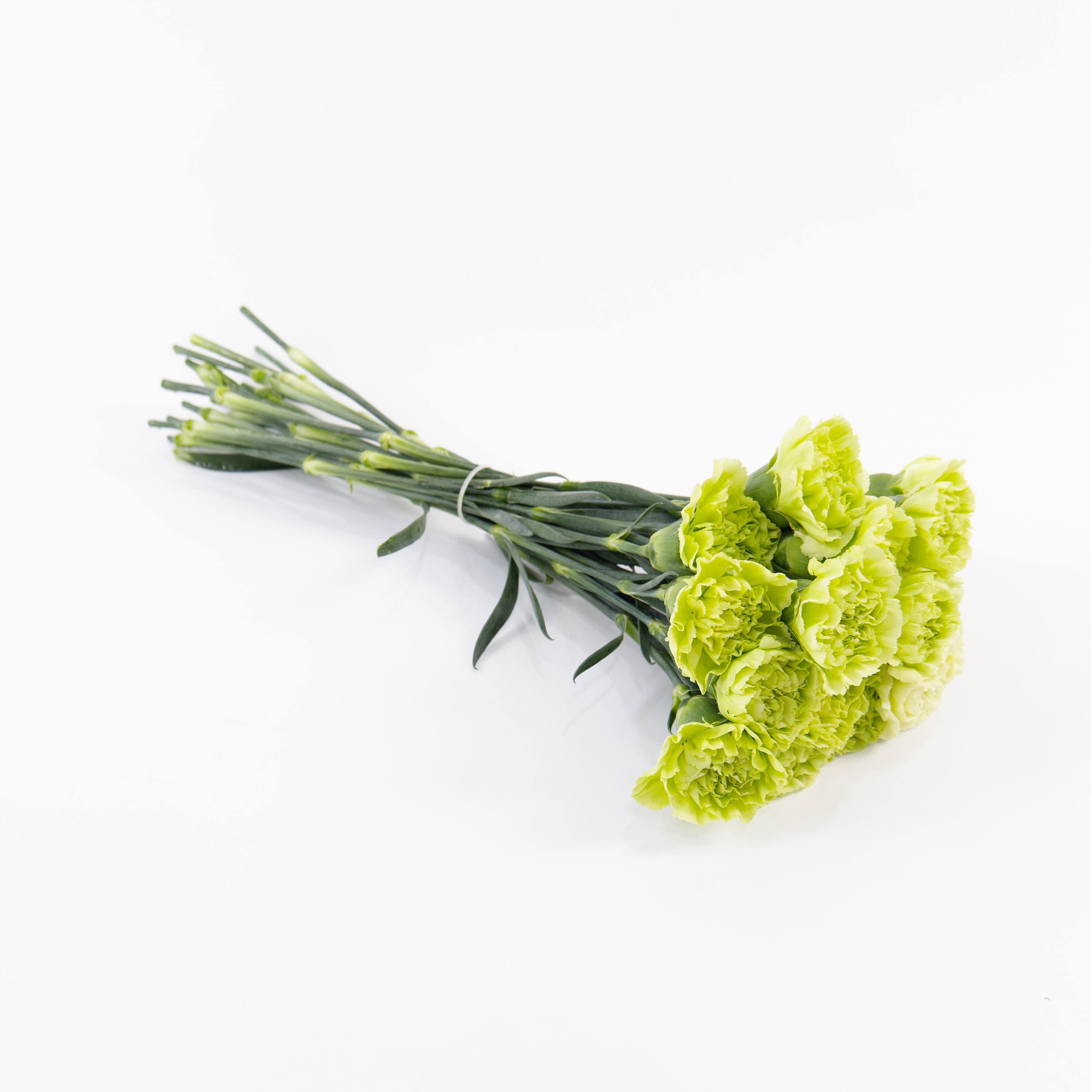 A wholesale bundle of ten fresh Green carnations wrapped for shipment by a Malaysian flower supplier.