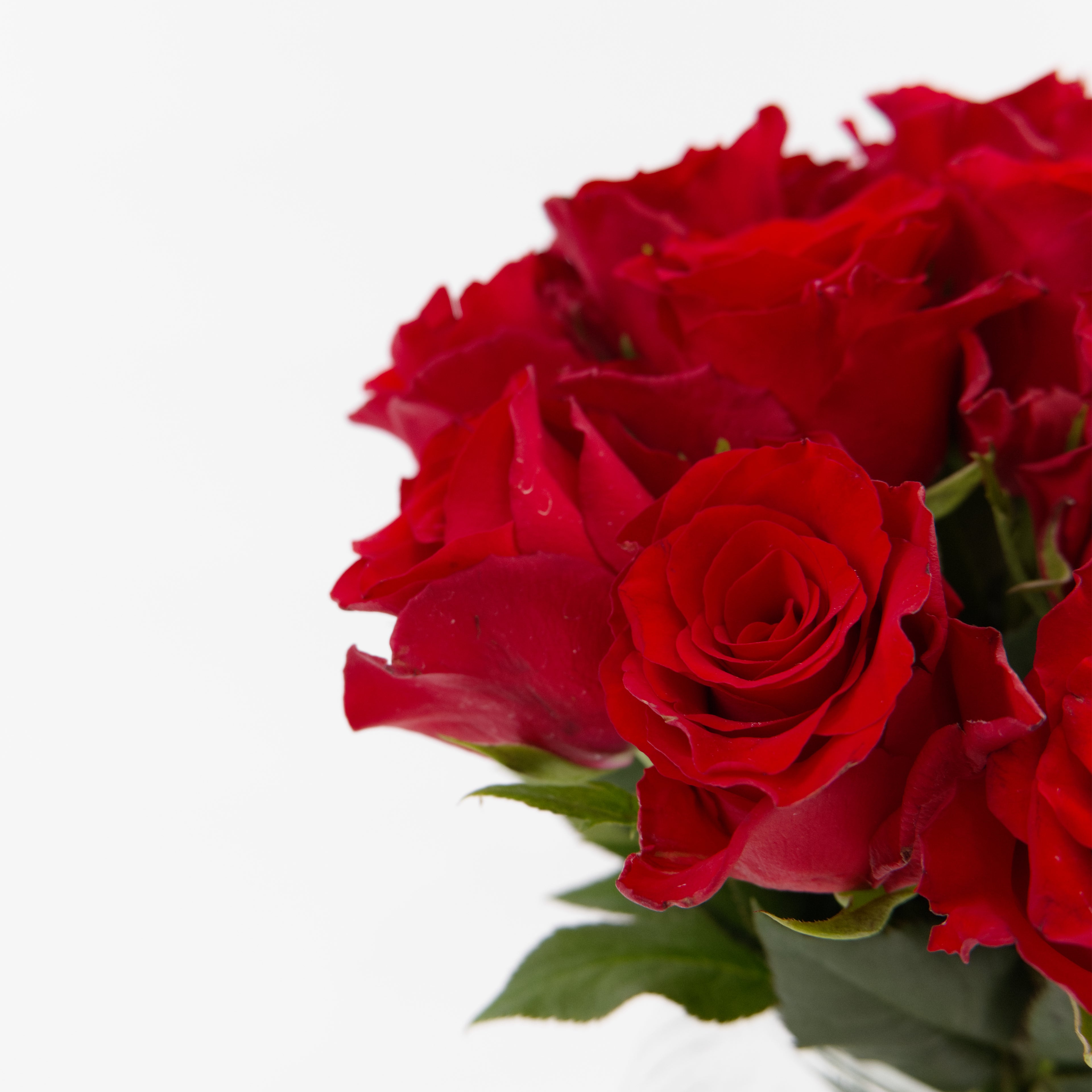 Close-up of a fiery Chili Red rose bloom showing dense petals, sourced direct from Cameron Highlands.