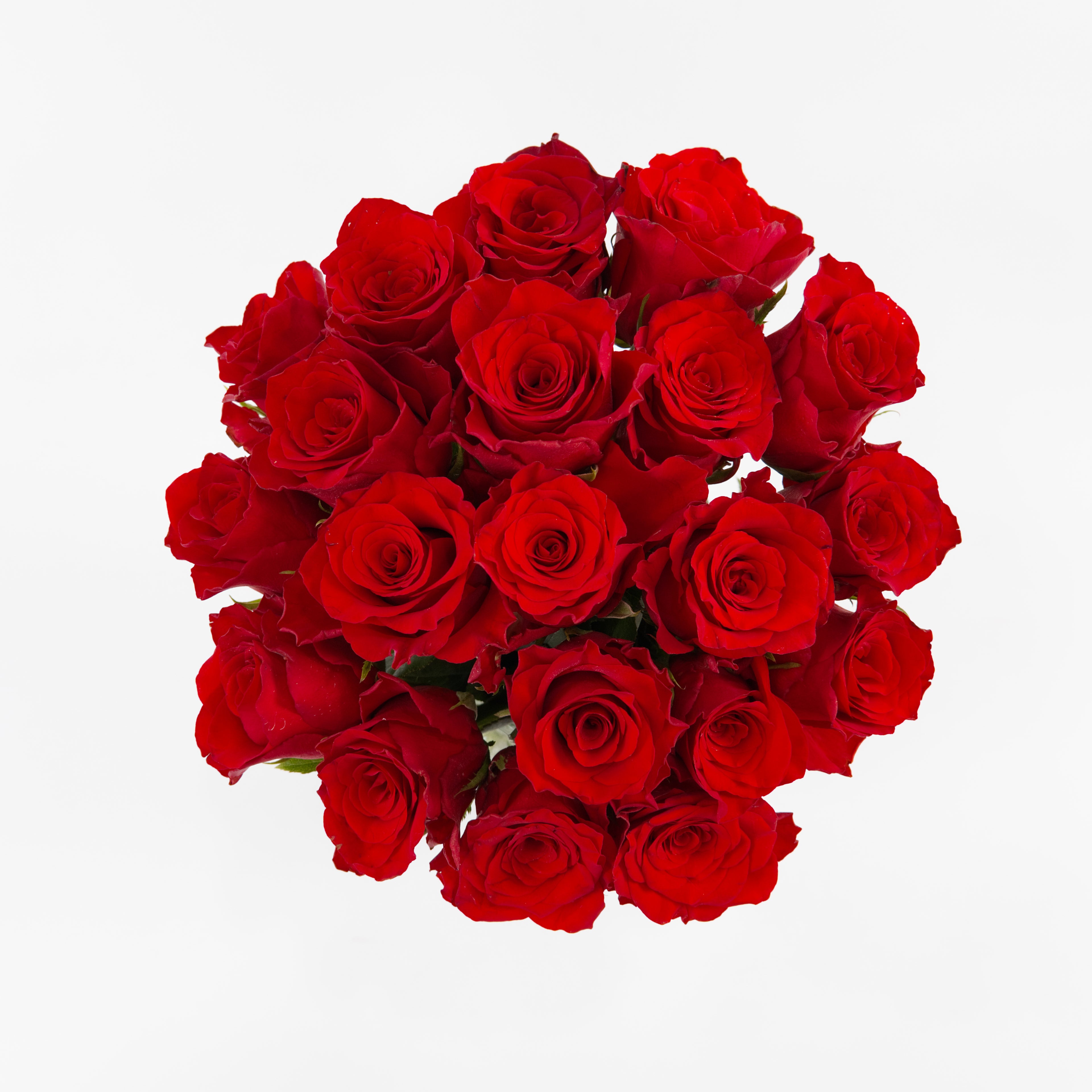 A wholesale bundle of ten fresh Chili Red roses wrapped for shipment by a Malaysian flower supplier.