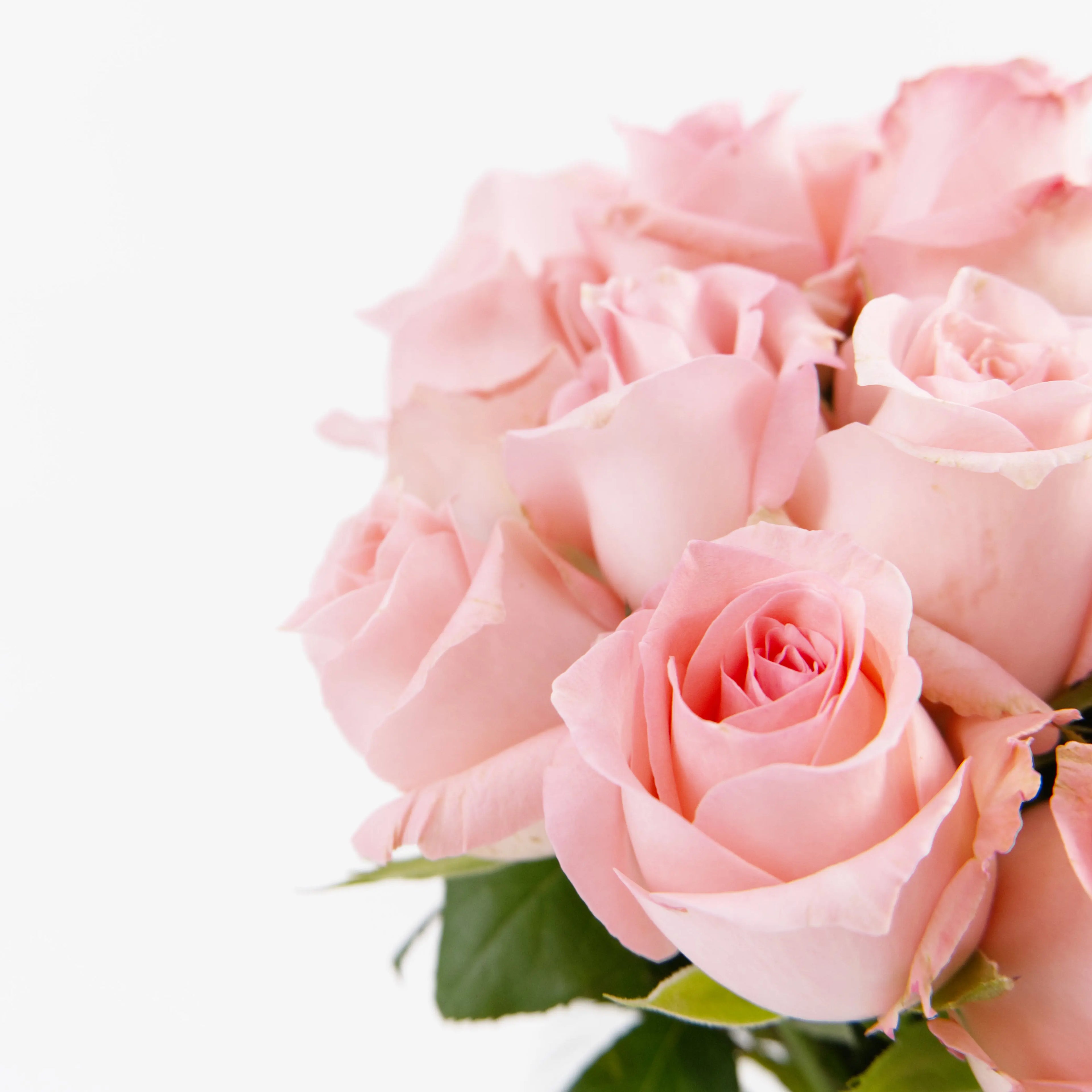 Close-up of a soft Baby Pink rose bloom showing delicate pastel petals, sourced from Cameron Highlands.