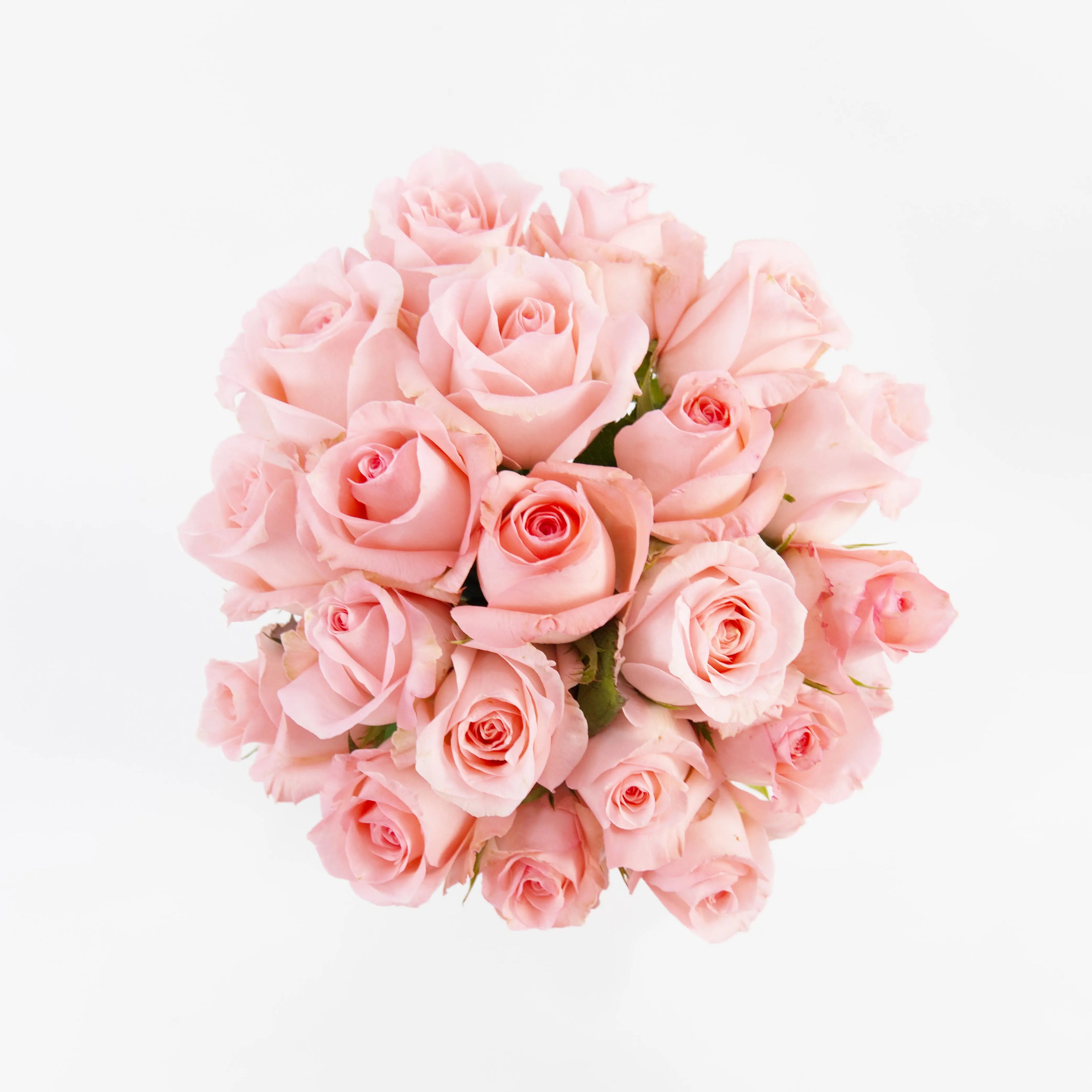A wholesale bundle of ten fresh Baby Pink roses packaged for delivery by a Malaysian flower supplier.