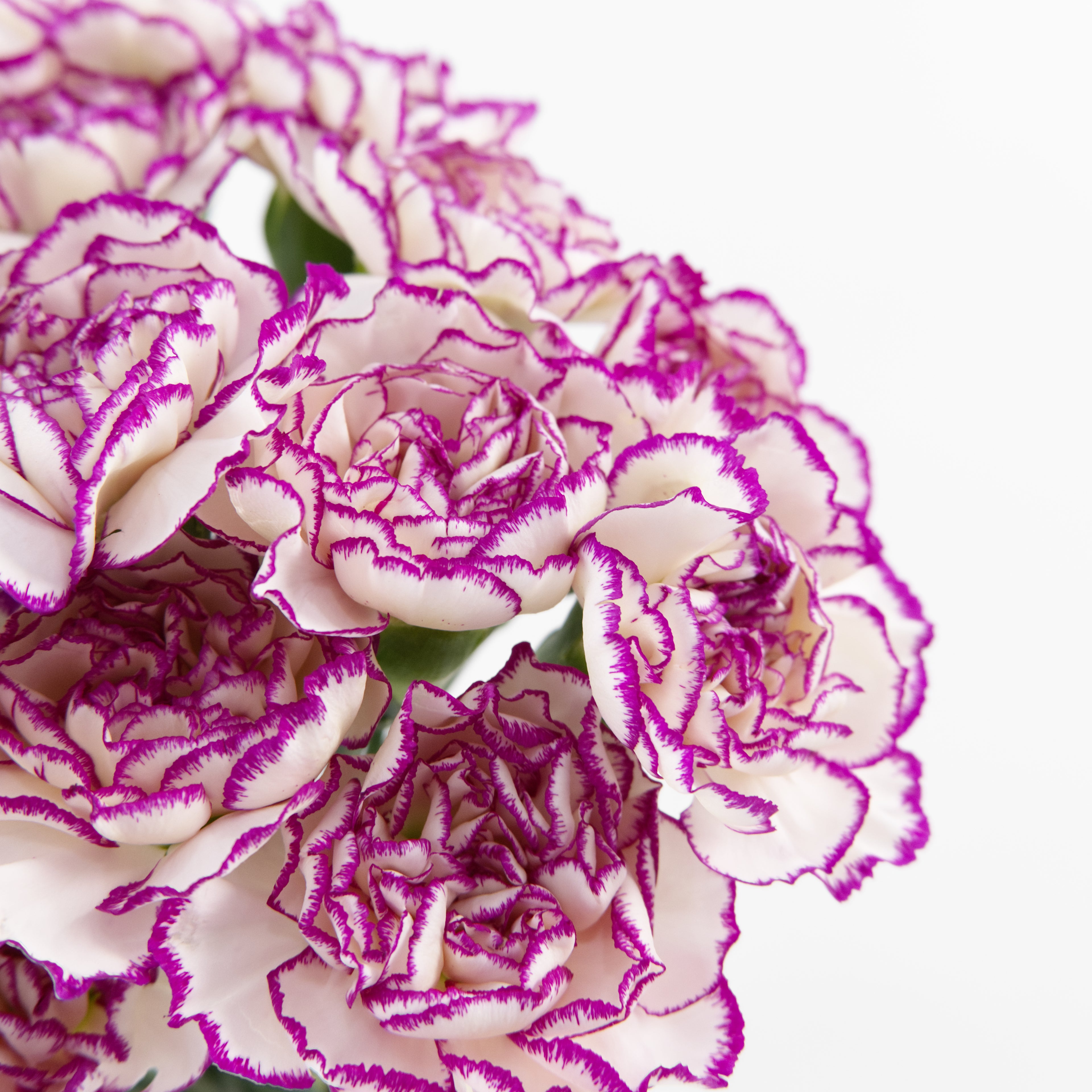 Close-up of a Purple White carnation bloom showing purple-edged white ruffled petals, sourced from Cameron Highlands.