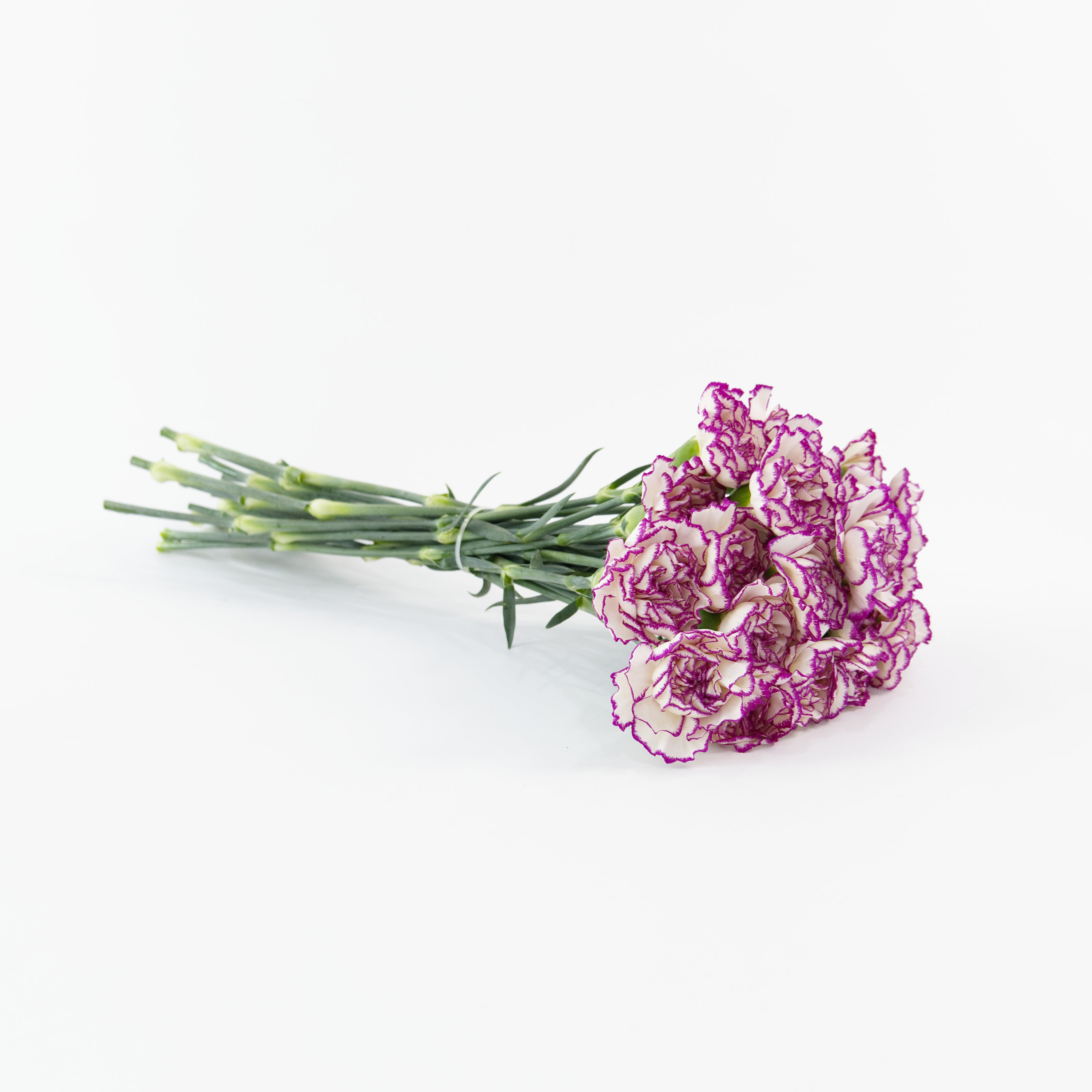 A wholesale bundle of twenty fresh Purple White carnations packaged for shipment by a Malaysian flower supplier.