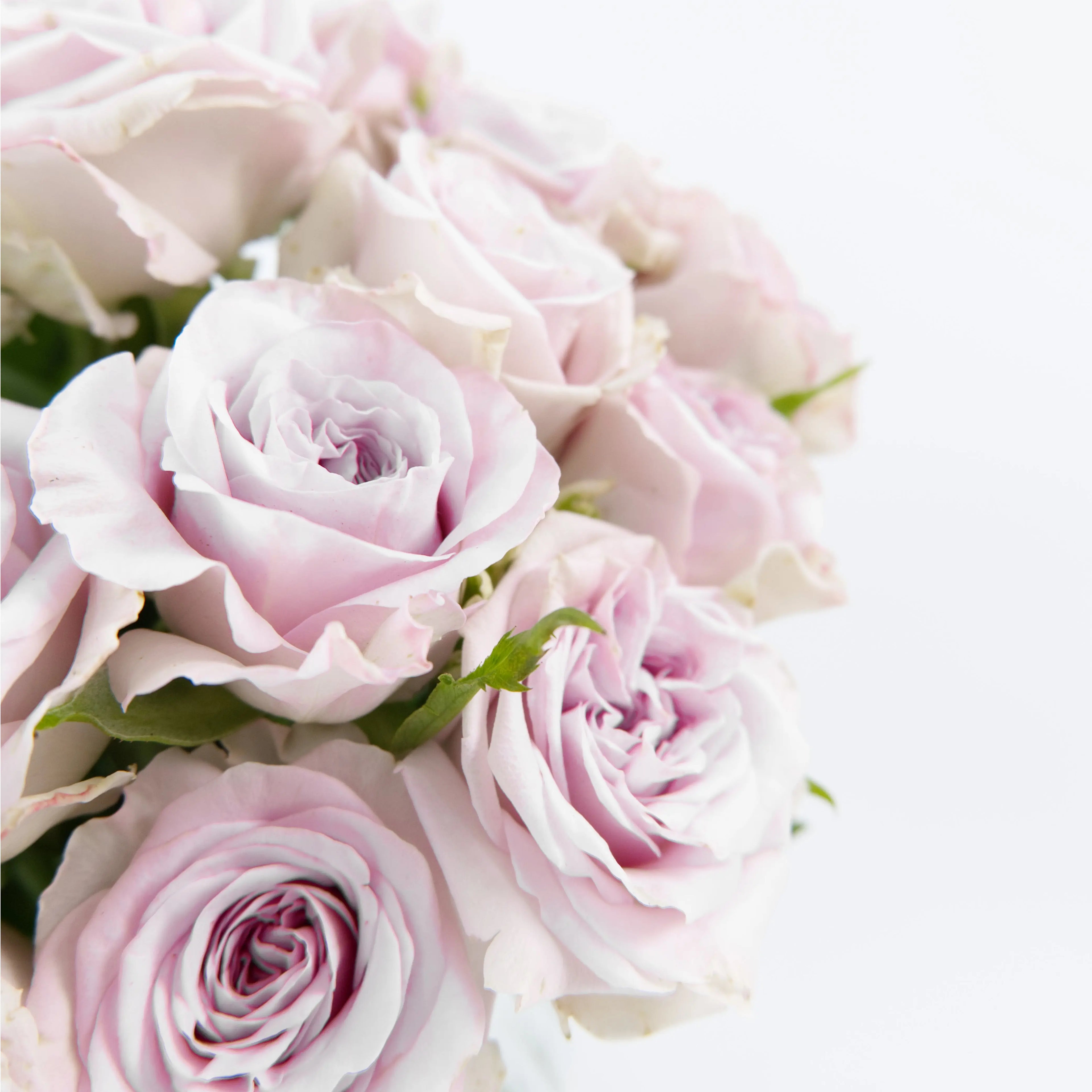 Close-up of a Purple Lychee rose bloom showing layered ruffled lavender-purple petals.