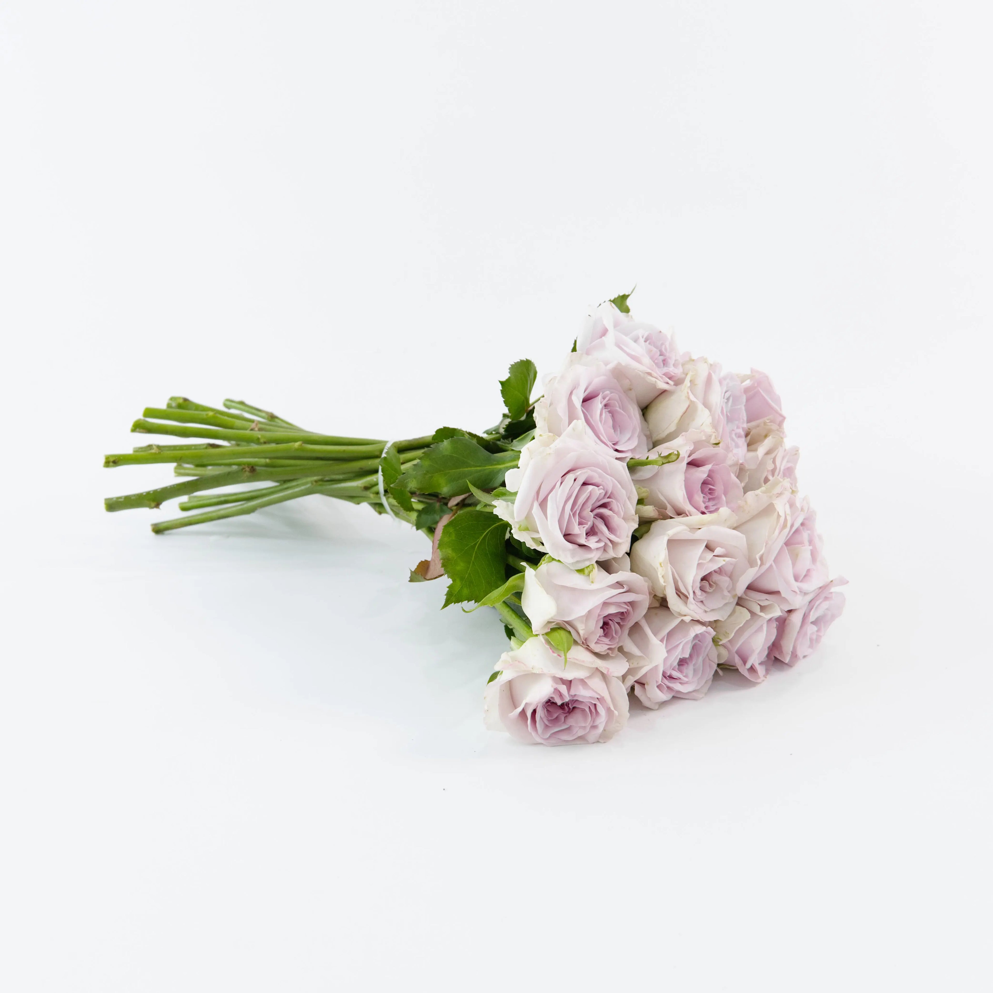 A wholesale bundle of ten fresh Purple Lychee garden roses wrapped for shipment by a Malaysian flower supplier.