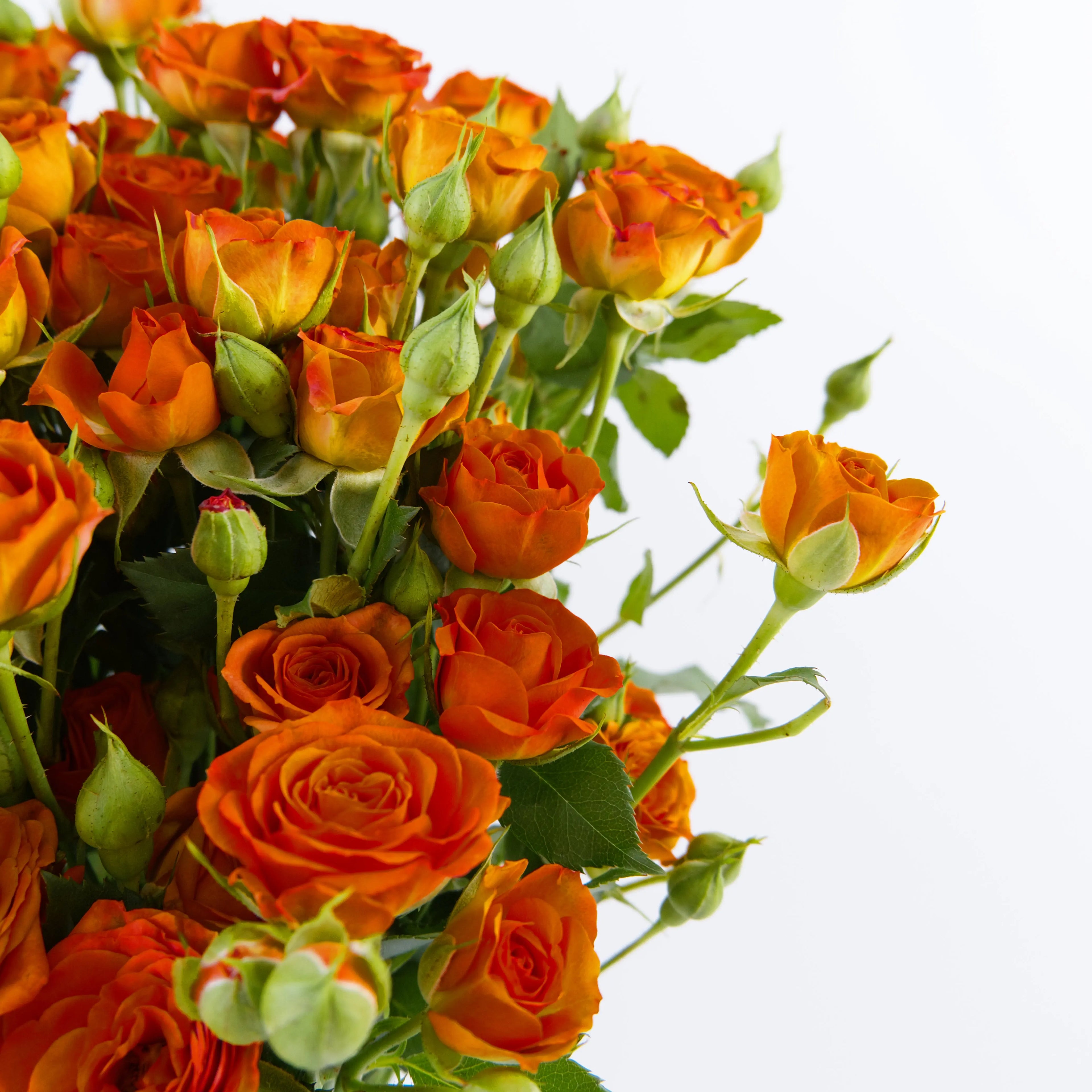 Close-up of multiple bright orange mini rose blooms on an Orange Barbie spray stem.
