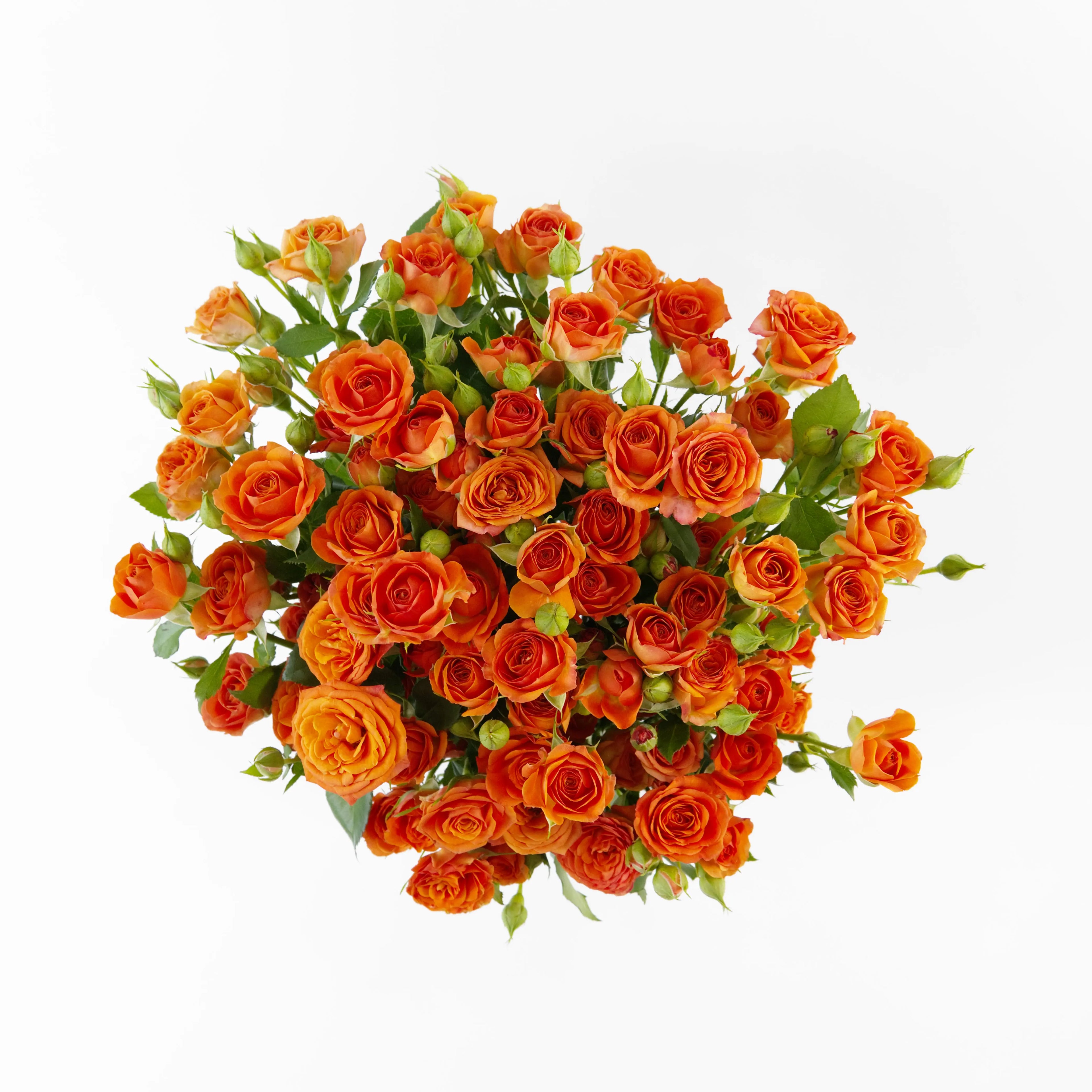 A wholesale bundle of fresh Orange Barbie spray roses packaged for delivery by a Malaysian flower supplier.