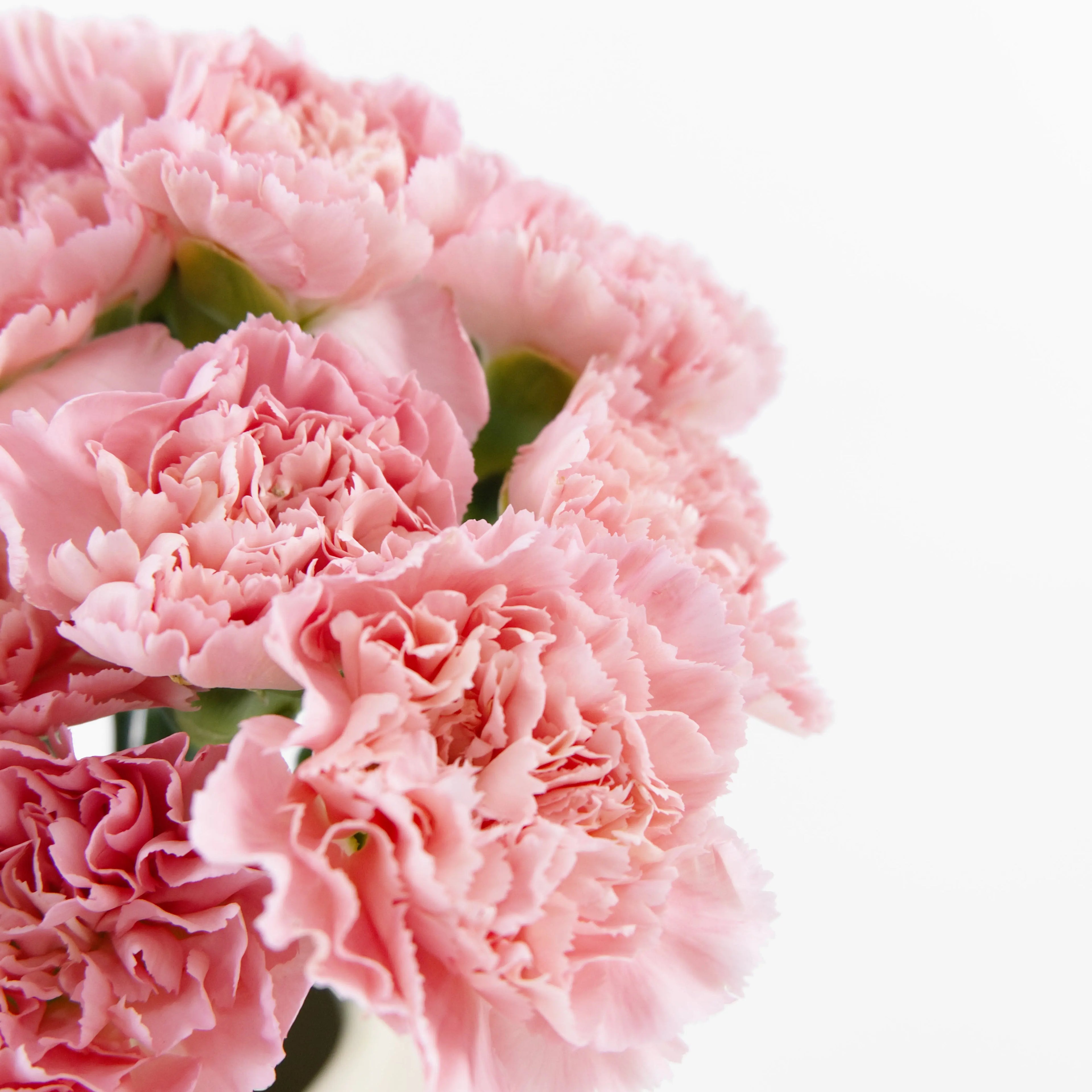 Close-up of an imported China Soft Pink carnation bloom showing a large flower head and soft pastel pink petals.